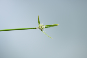 Cyperus obtusatus (J.Presl & C.Presl) Mattf. & Kük.