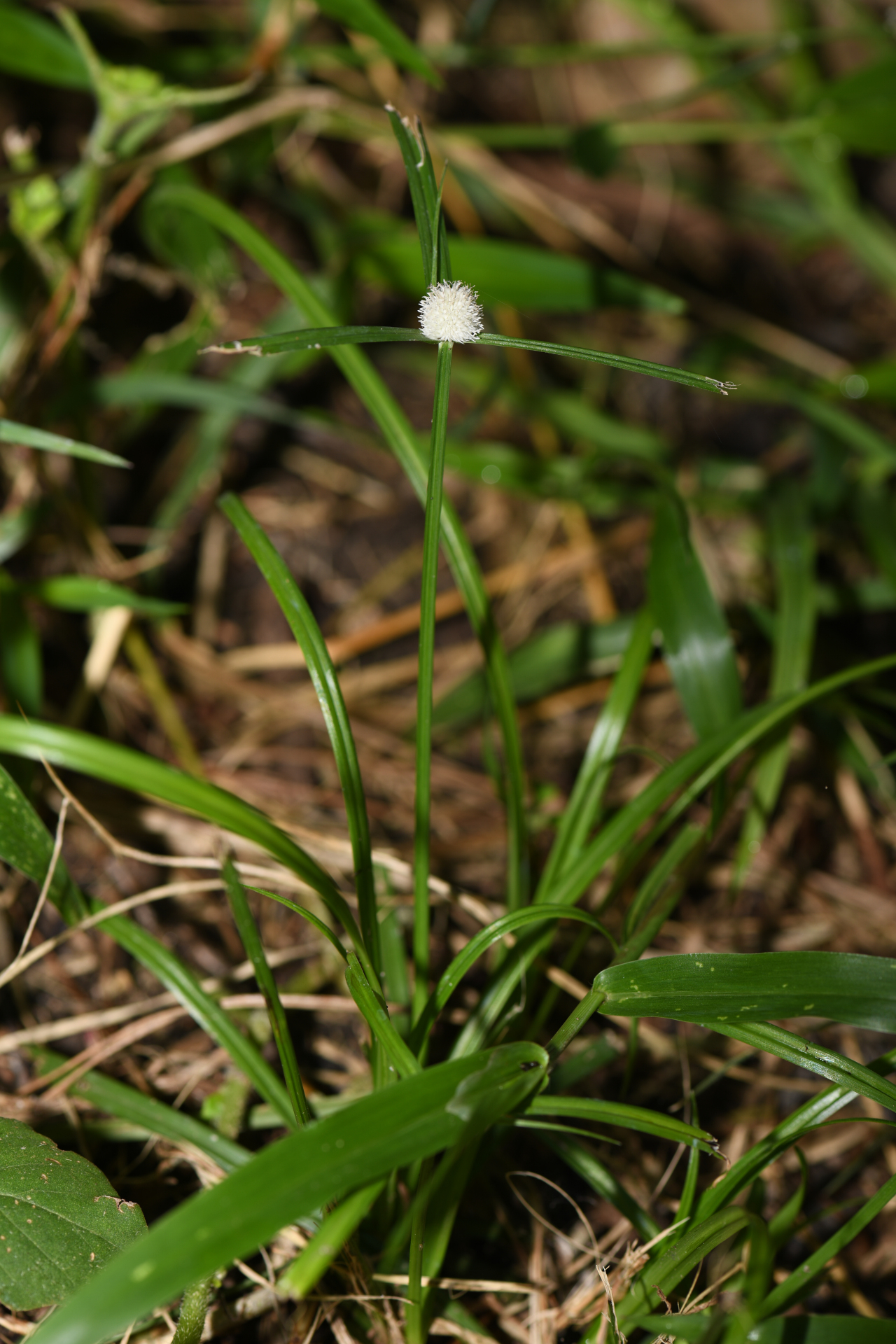 Cyperus mindorensis (Steud.) Huygh - Photo Bivouac Naturaliste