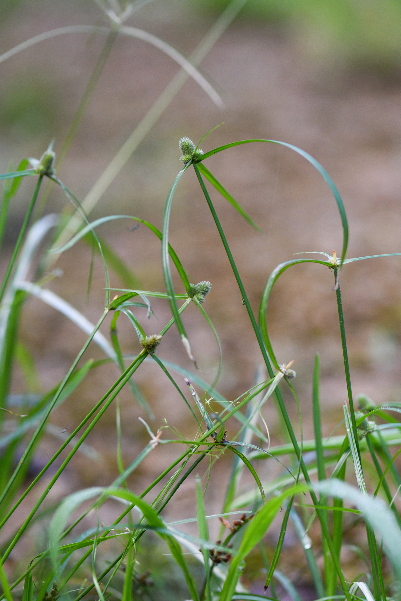 Cyperus hortensis (Salzm. ex Steud.) Dorr - Photo Bivouac Naturaliste