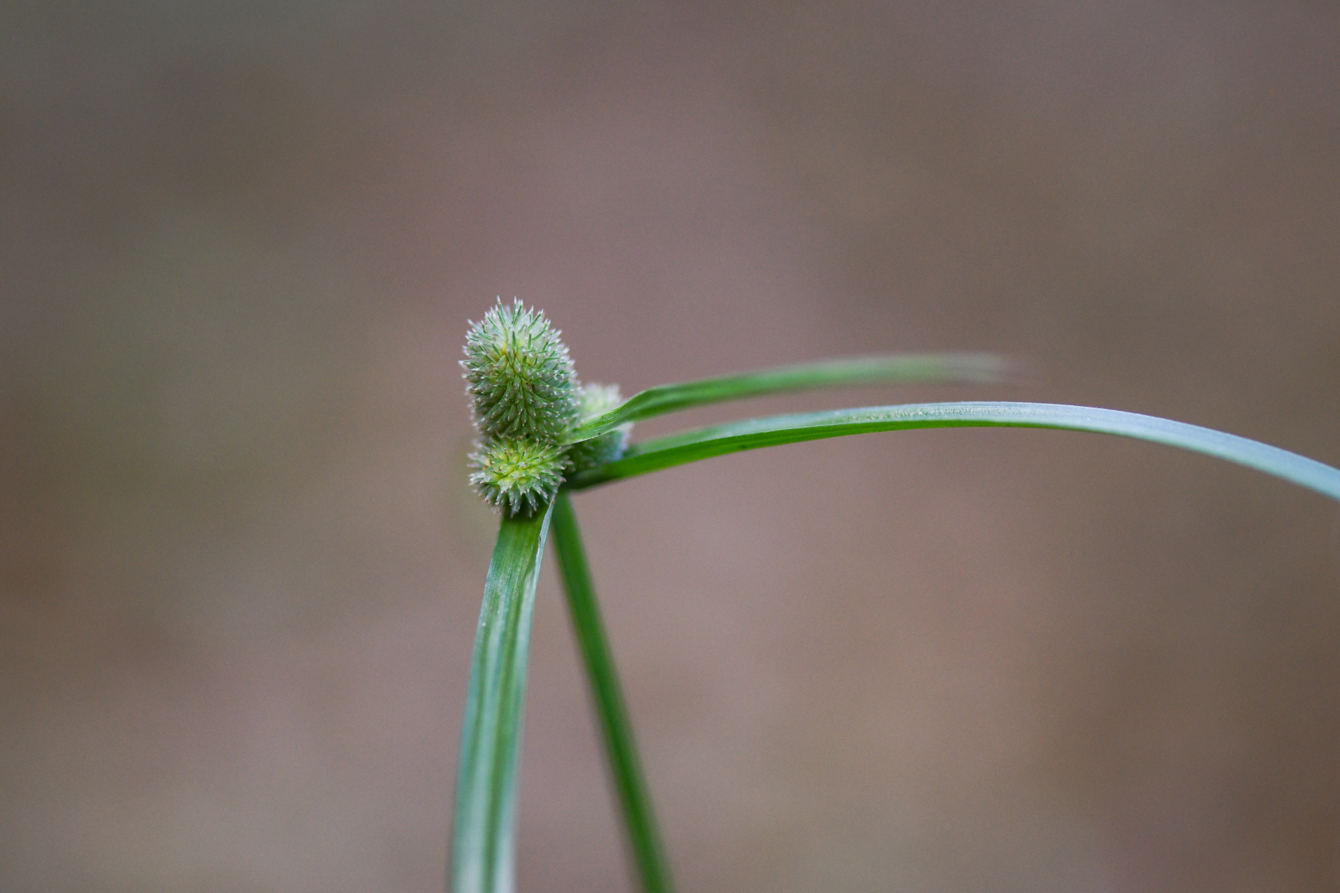 Cyperus hortensis (Salzm. ex Steud.) Dorr - Photo Bivouac Naturaliste