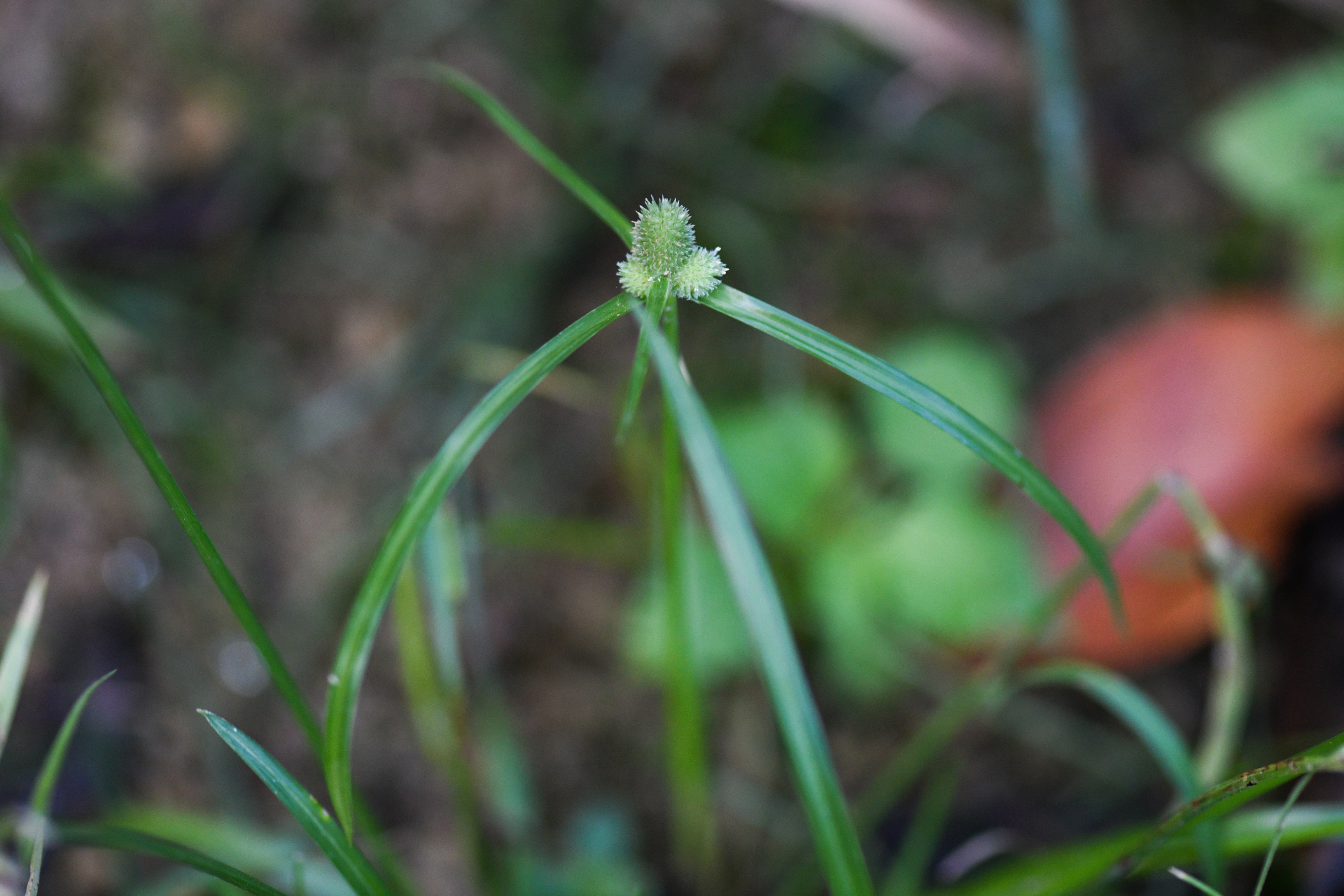 Cyperus hortensis (Salzm. ex Steud.) Dorr - Photo Bivouac Naturaliste