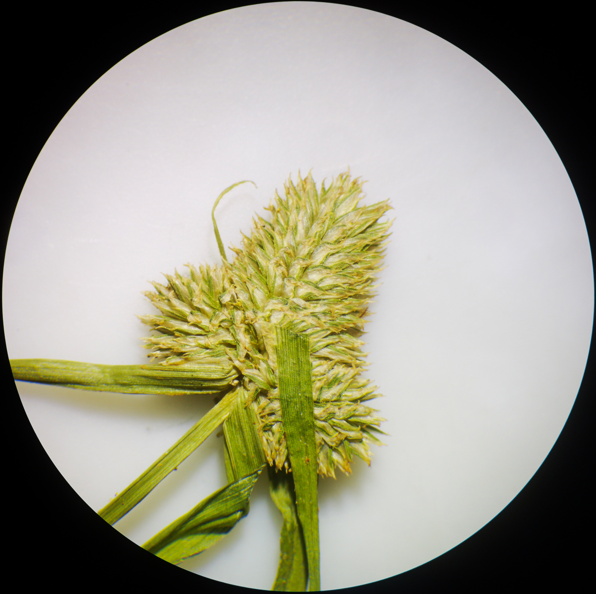 Cyperus hortensis (Salzm. ex Steud.) Dorr - Photo Bivouac Naturaliste