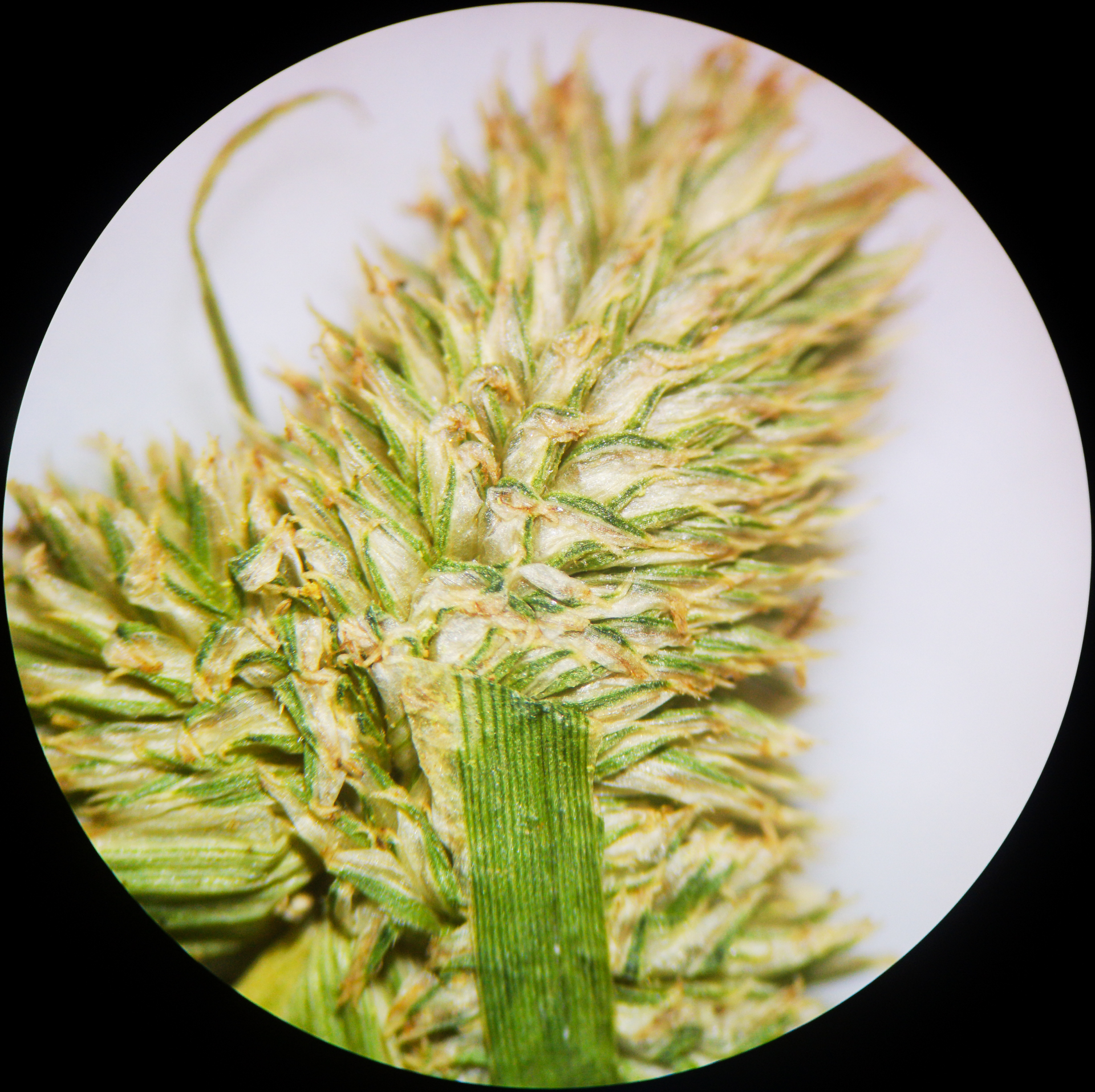 Cyperus hortensis (Salzm. ex Steud.) Dorr - Photo Bivouac Naturaliste