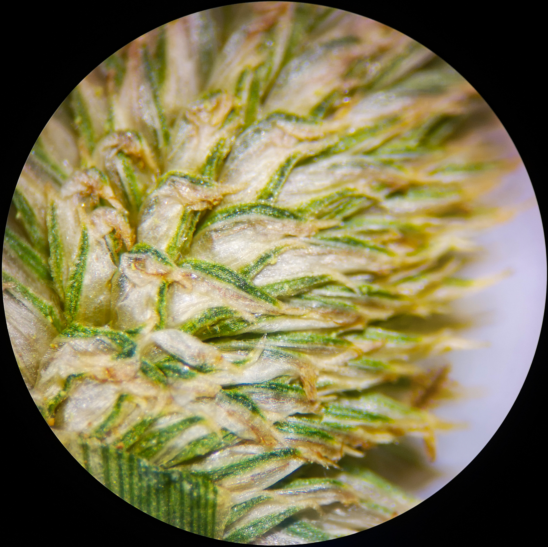 Cyperus hortensis (Salzm. ex Steud.) Dorr - Photo Bivouac Naturaliste