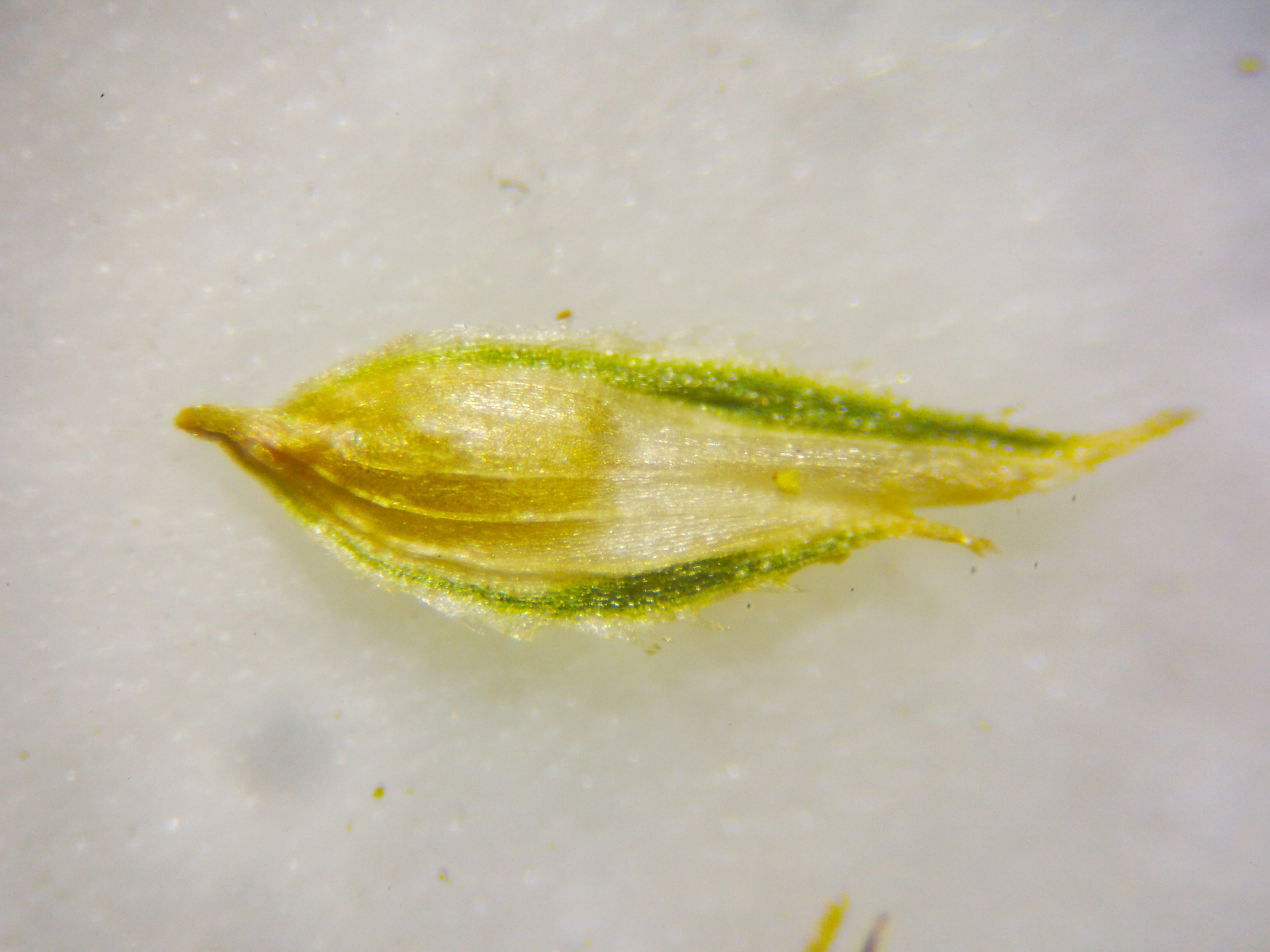 Cyperus hortensis (Salzm. ex Steud.) Dorr - Photo Bivouac Naturaliste