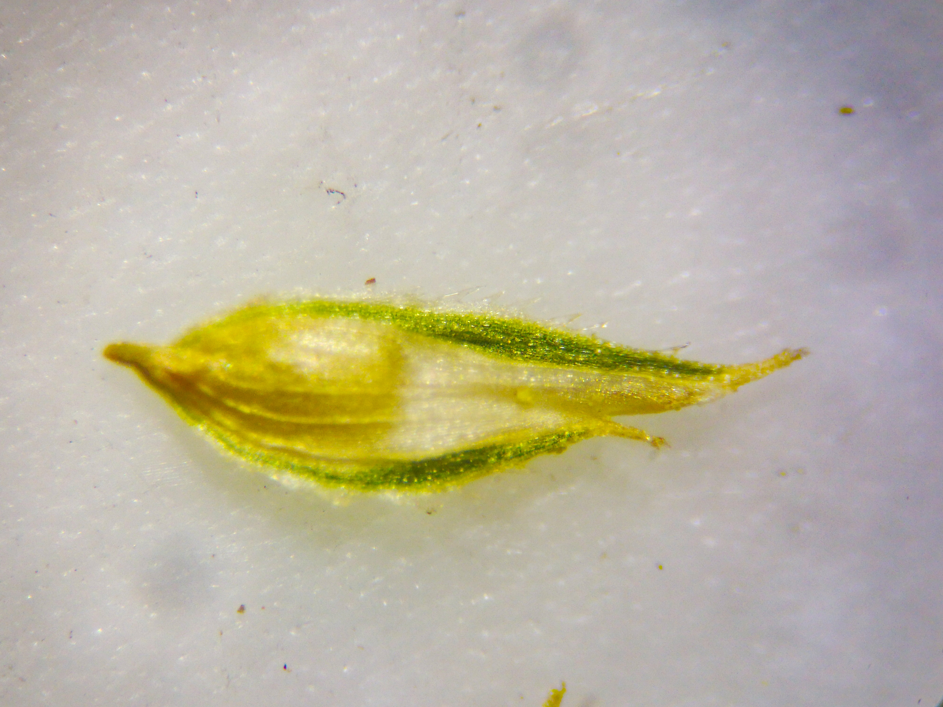 Cyperus hortensis (Salzm. ex Steud.) Dorr - Photo Bivouac Naturaliste
