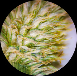 Cyperus hortensis (Salzm. ex Steud.) Dorr