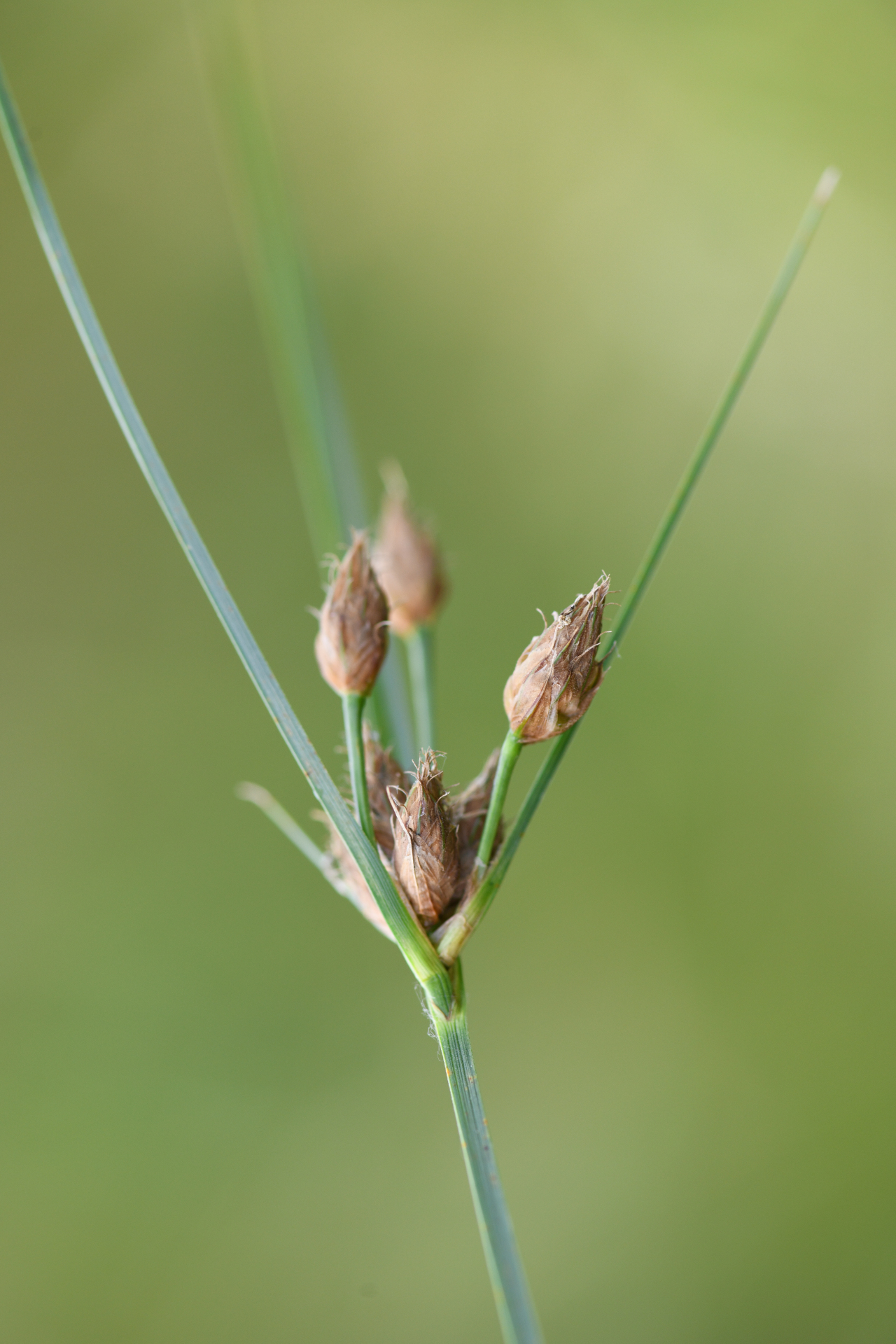 Bolboschoenus planiculmis (F.Schmidt) T.V.Egorova - Photo Bivouac Naturaliste