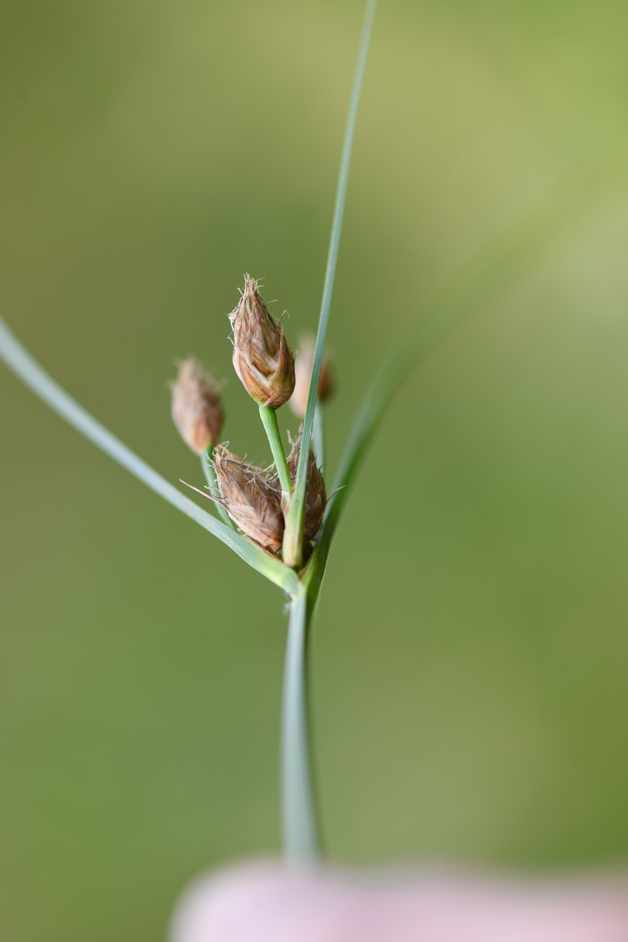 Bolboschoenus planiculmis (F.Schmidt) T.V.Egorova - Photo Bivouac Naturaliste