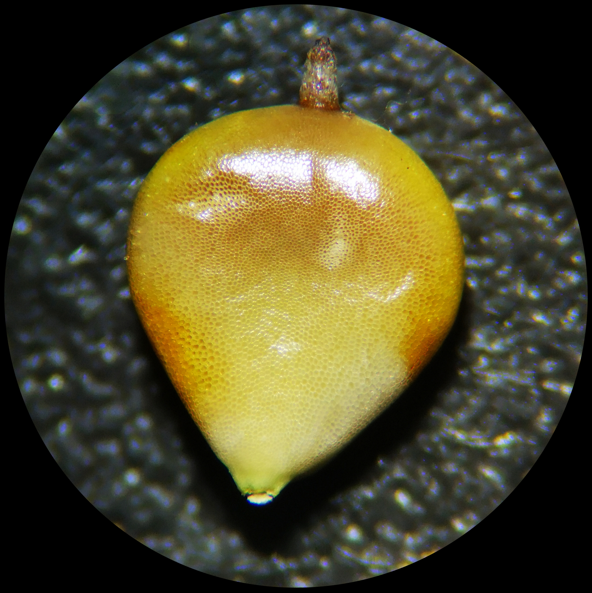 Bolboschoenus planiculmis (F.Schmidt) T.V.Egorova - Photo Bivouac Naturaliste