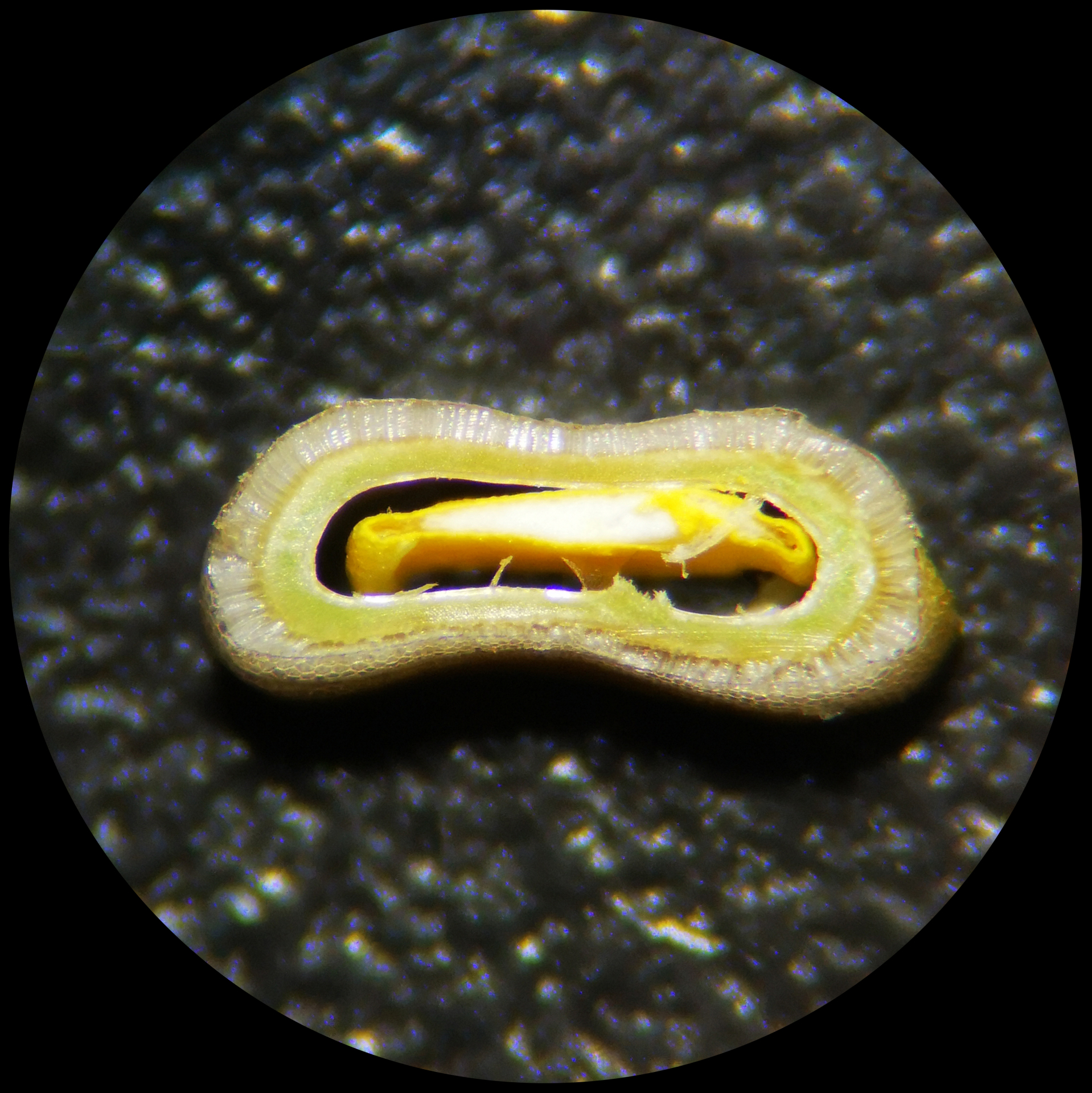 Bolboschoenus planiculmis (F.Schmidt) T.V.Egorova - Photo Bivouac Naturaliste