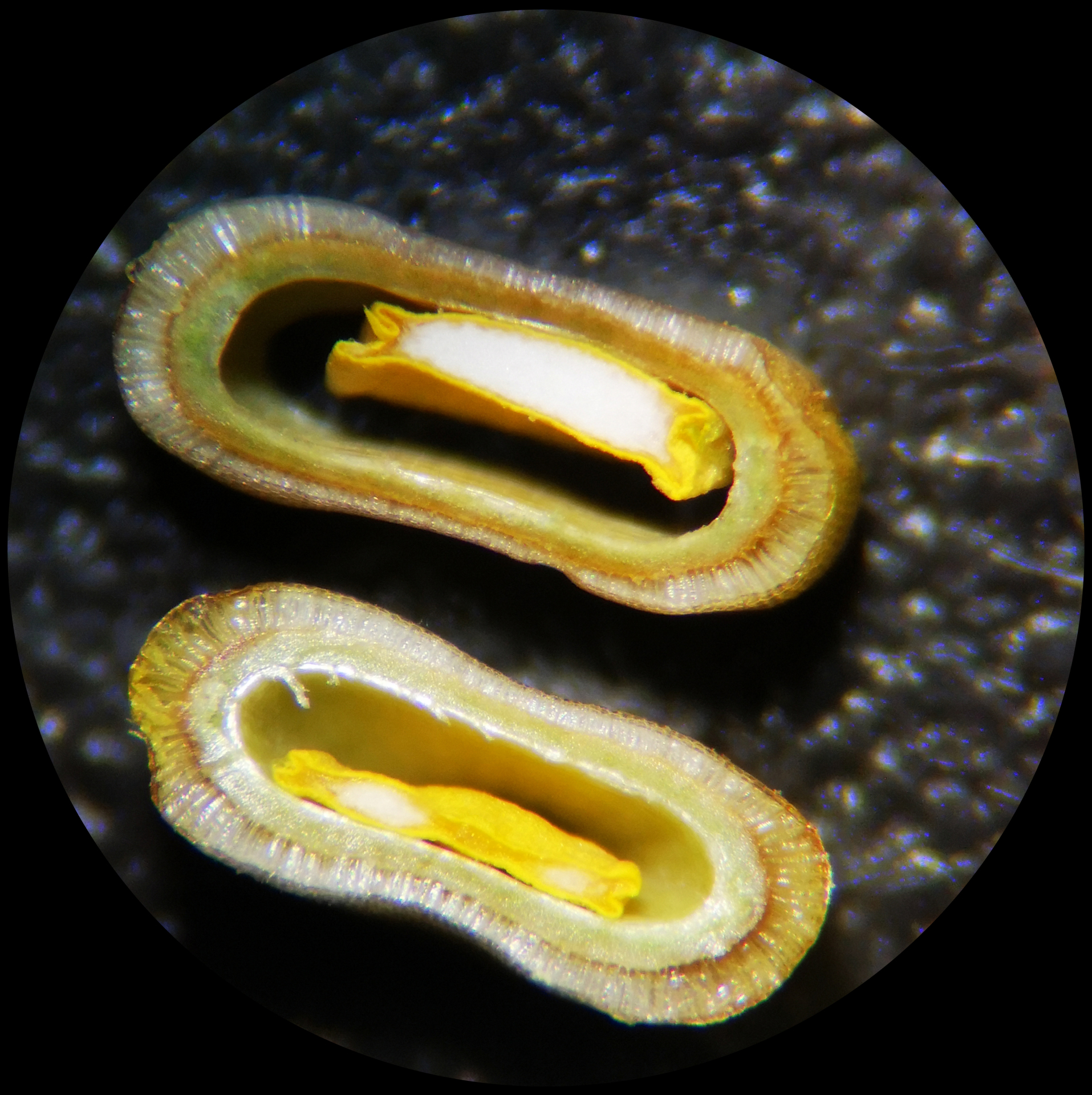 Bolboschoenus planiculmis (F.Schmidt) T.V.Egorova - Photo Bivouac Naturaliste