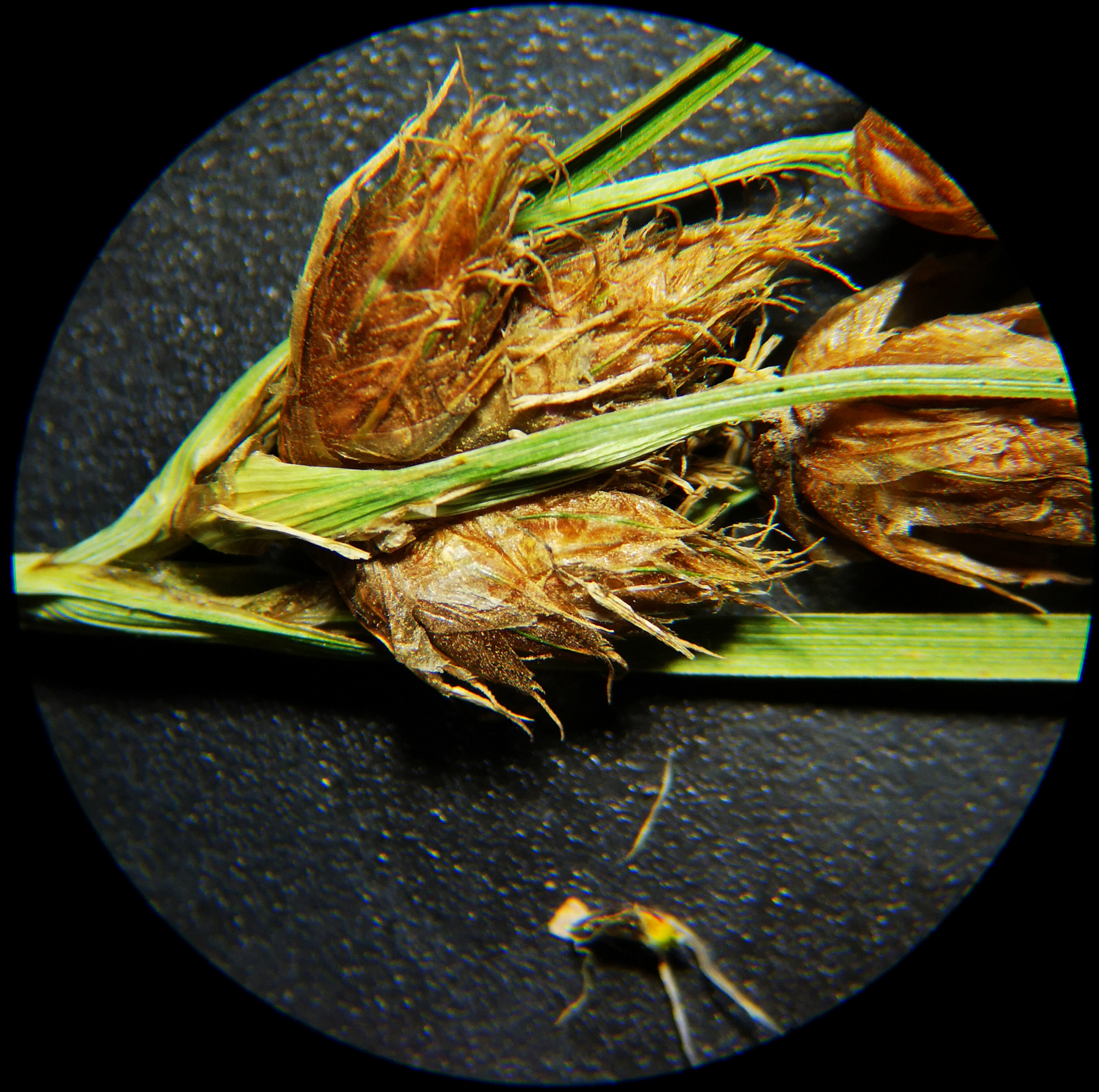 Bolboschoenus planiculmis (F.Schmidt) T.V.Egorova - Photo Bivouac Naturaliste