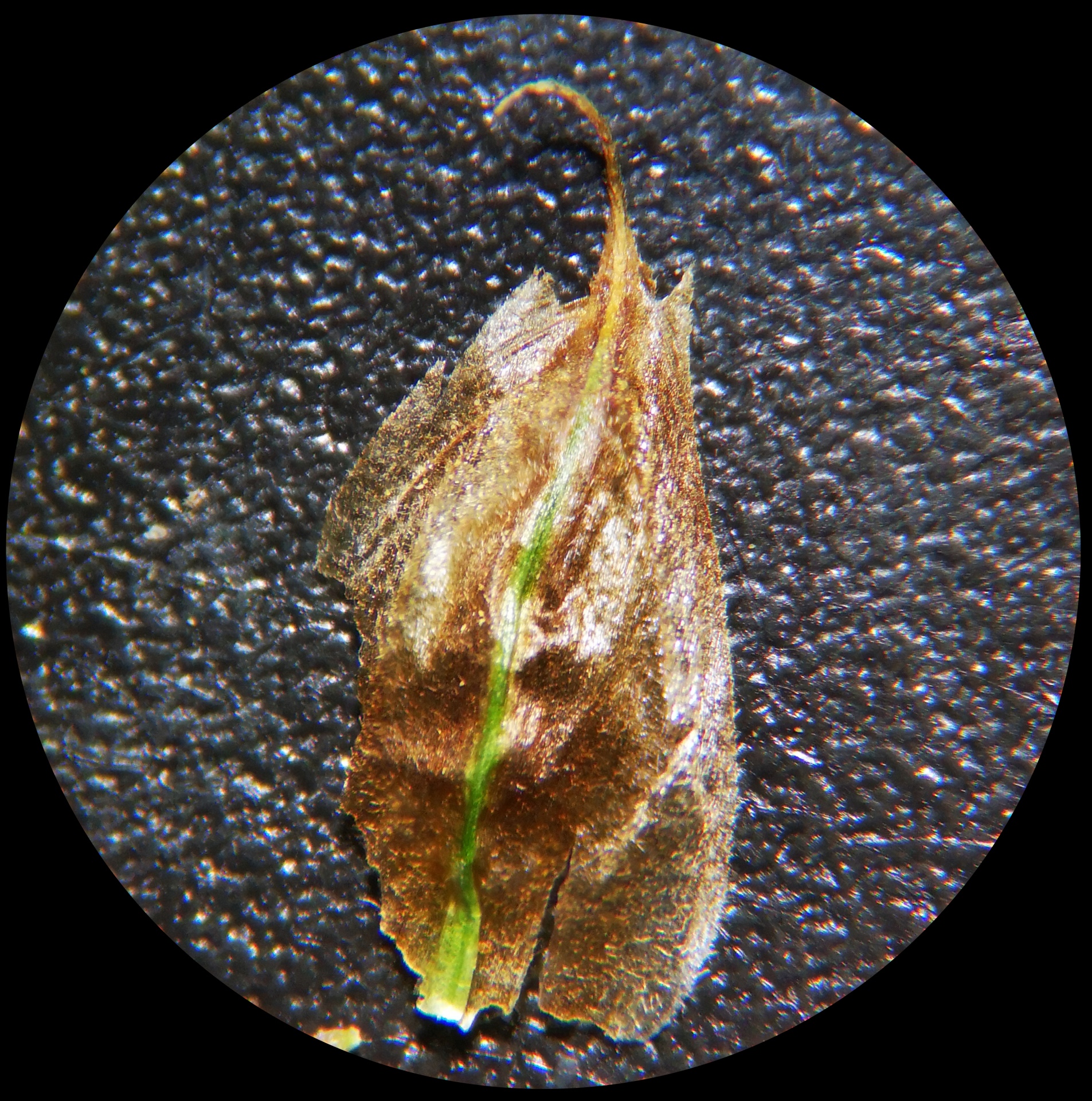 Bolboschoenus planiculmis (F.Schmidt) T.V.Egorova - Photo Bivouac Naturaliste