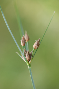 Bolboschoenus planiculmis (F.Schmidt) T.V.Egorova
