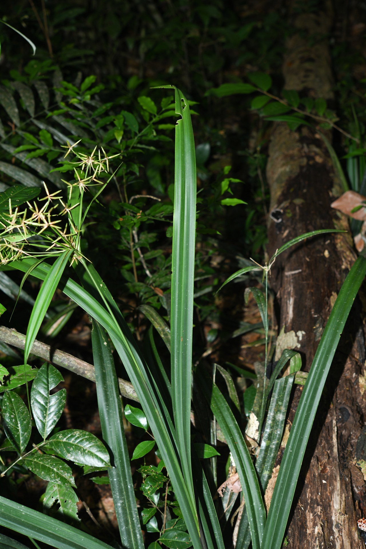 Diplasia karatifolia Rich. - Photo Bivouac Naturaliste