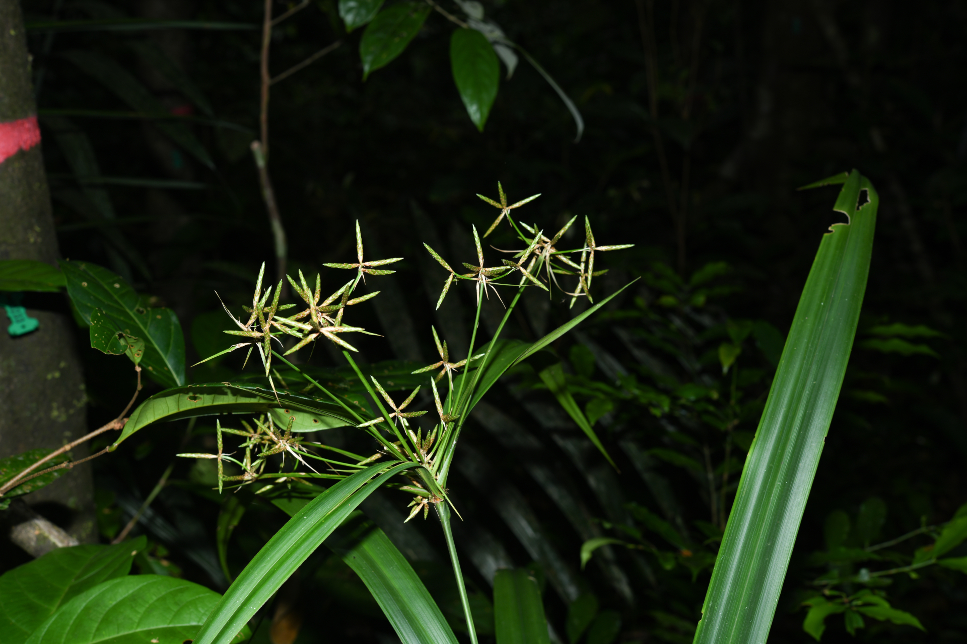 Diplasia karatifolia Rich. - Photo Bivouac Naturaliste