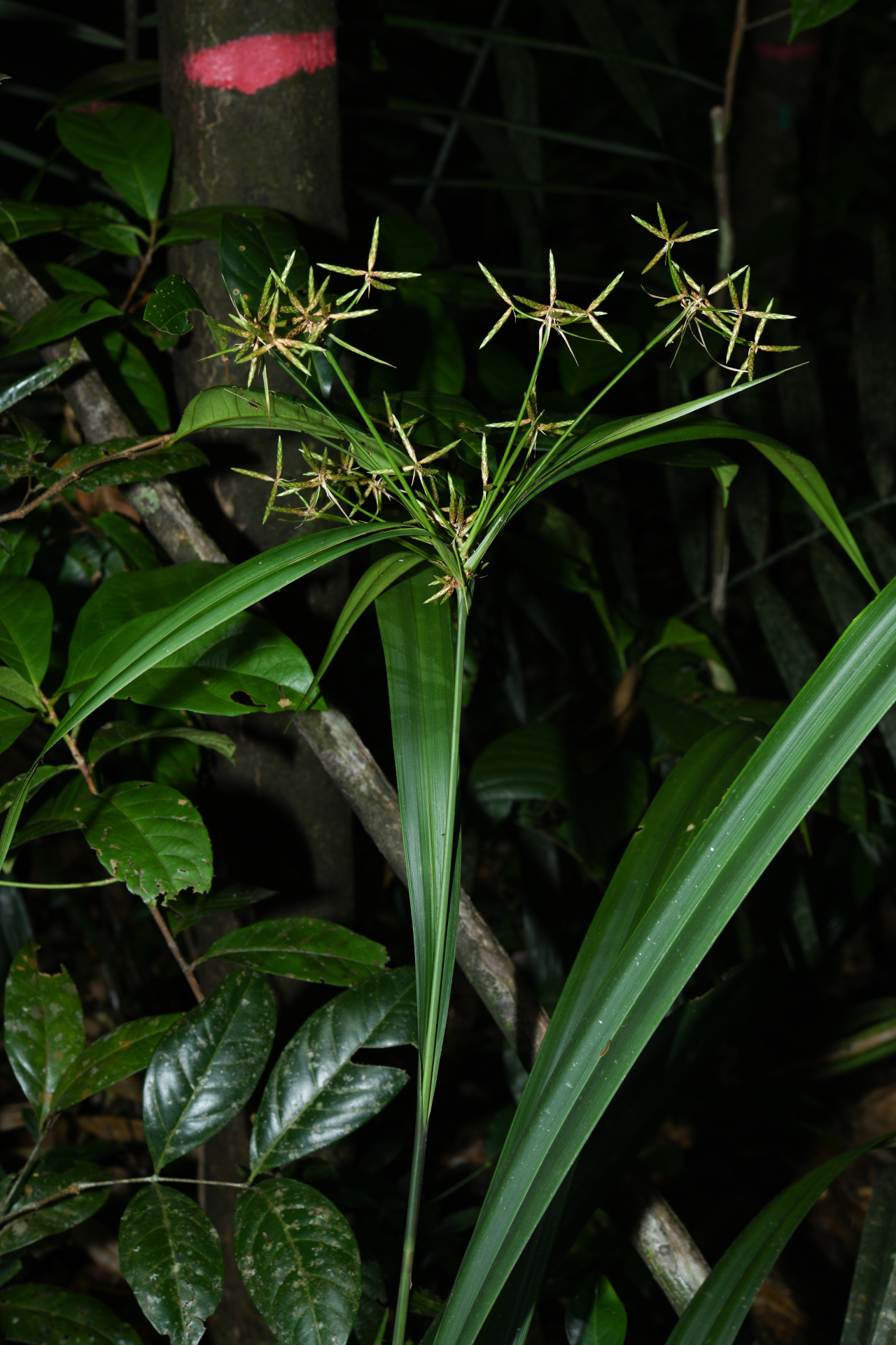 Diplasia karatifolia Rich. - Photo Bivouac Naturaliste