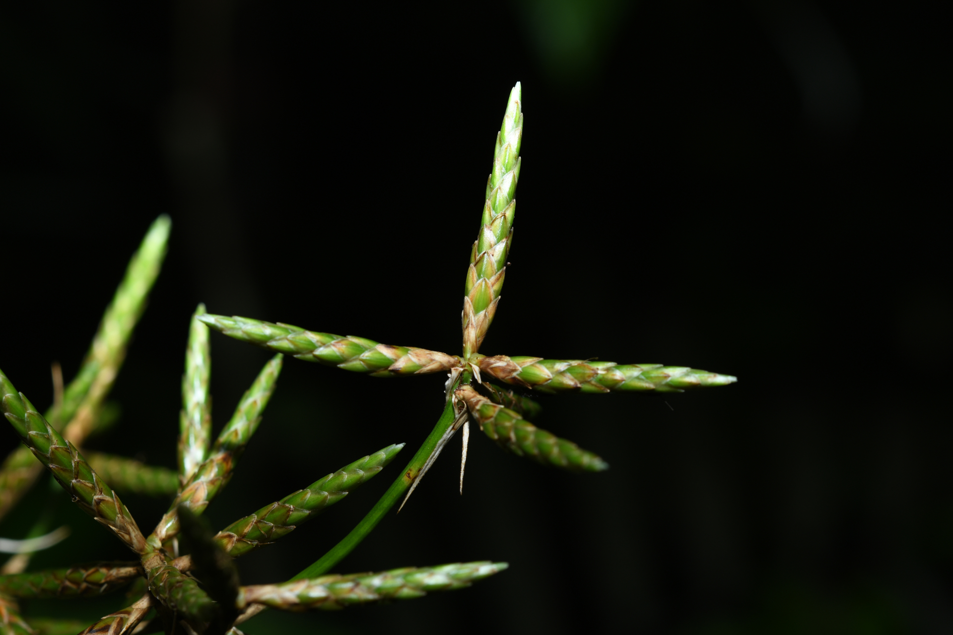 Diplasia karatifolia Rich. - Photo Bivouac Naturaliste