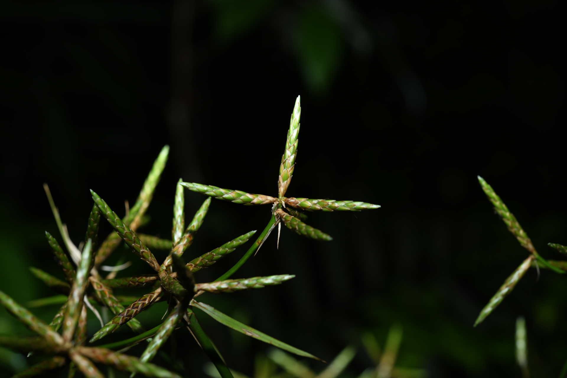 Diplasia karatifolia Rich. - Photo Bivouac Naturaliste