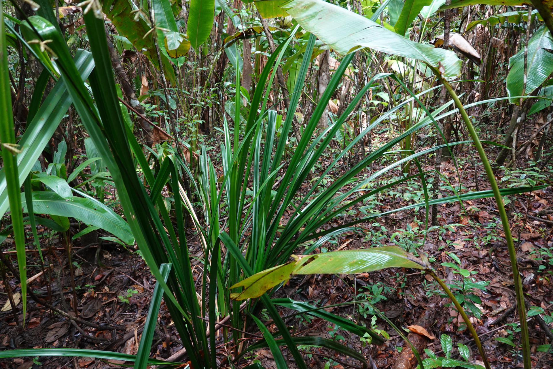 Diplasia karatifolia Rich. - Photo Bivouac Naturaliste