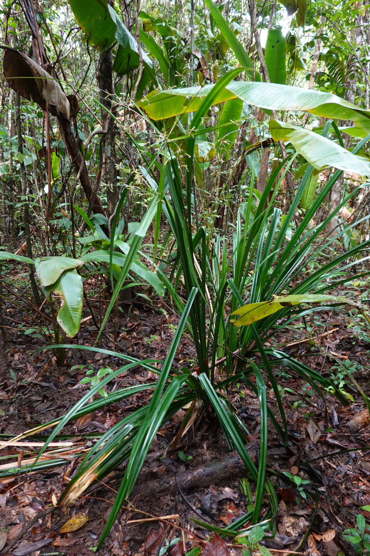 Diplasia karatifolia Rich. - Photo Bivouac Naturaliste