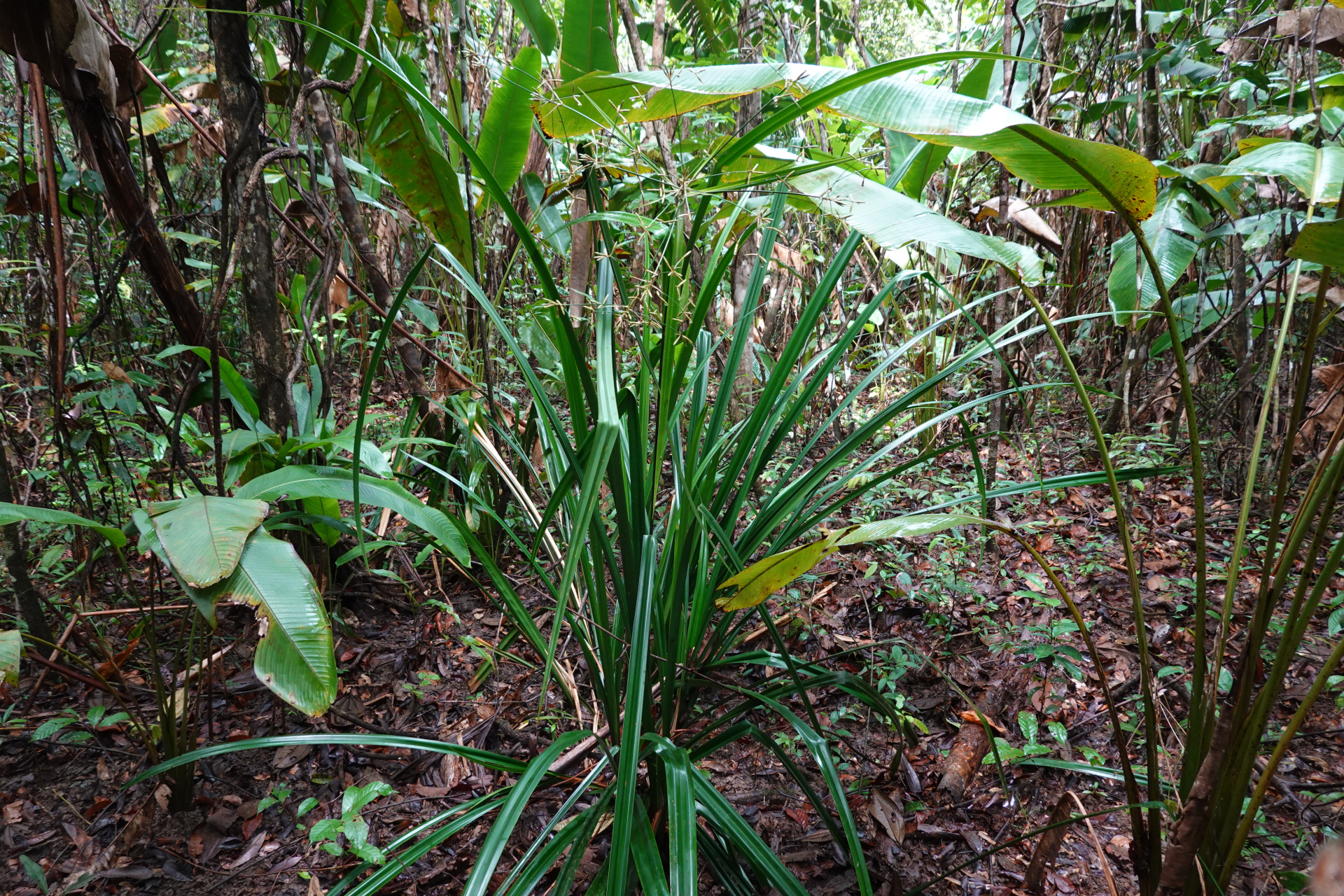 Diplasia karatifolia Rich. - Photo Bivouac Naturaliste