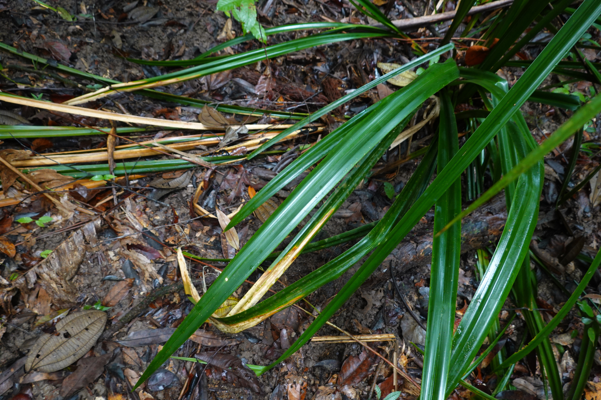 Diplasia karatifolia Rich. - Photo Bivouac Naturaliste