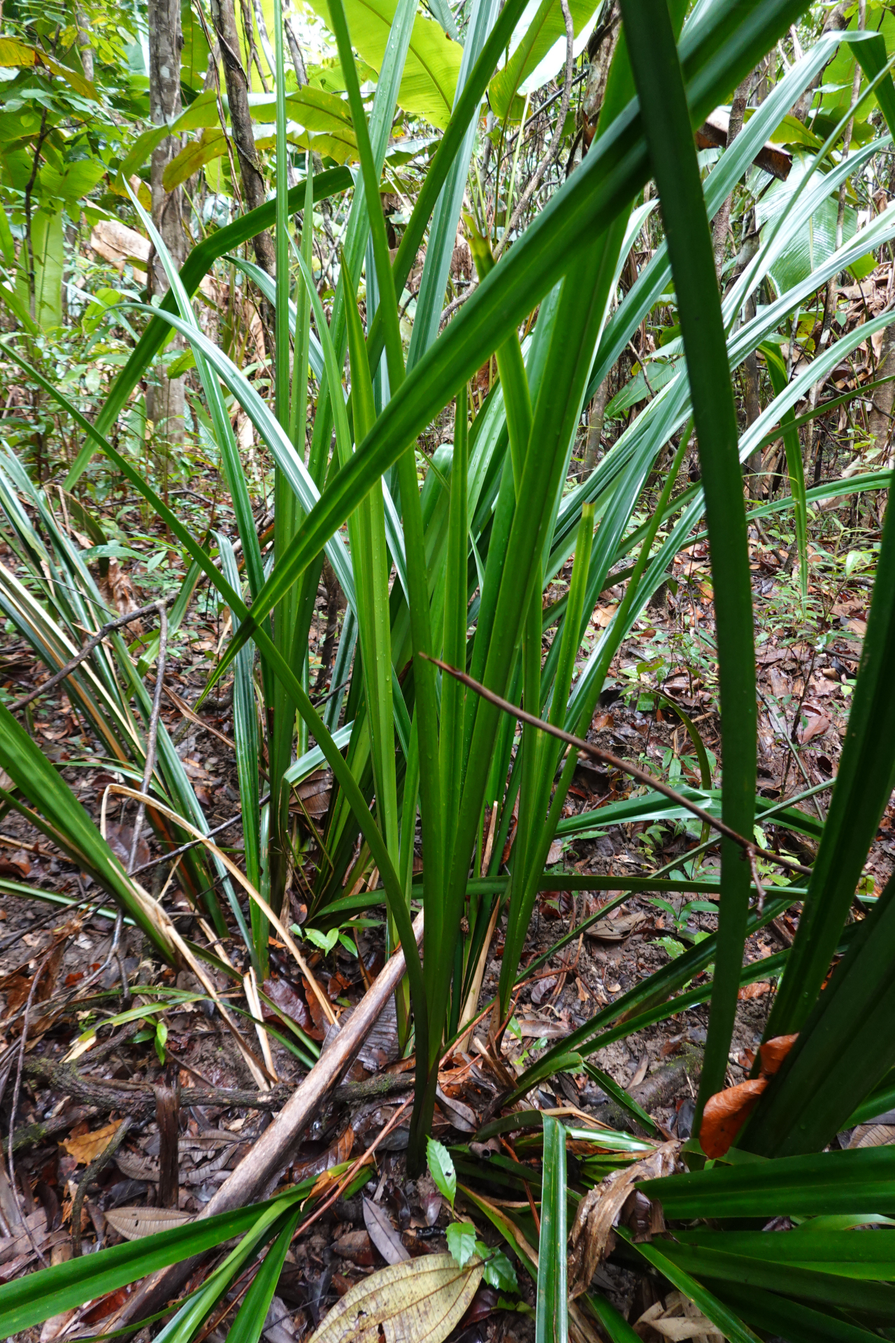 Diplasia karatifolia Rich. - Photo Bivouac Naturaliste