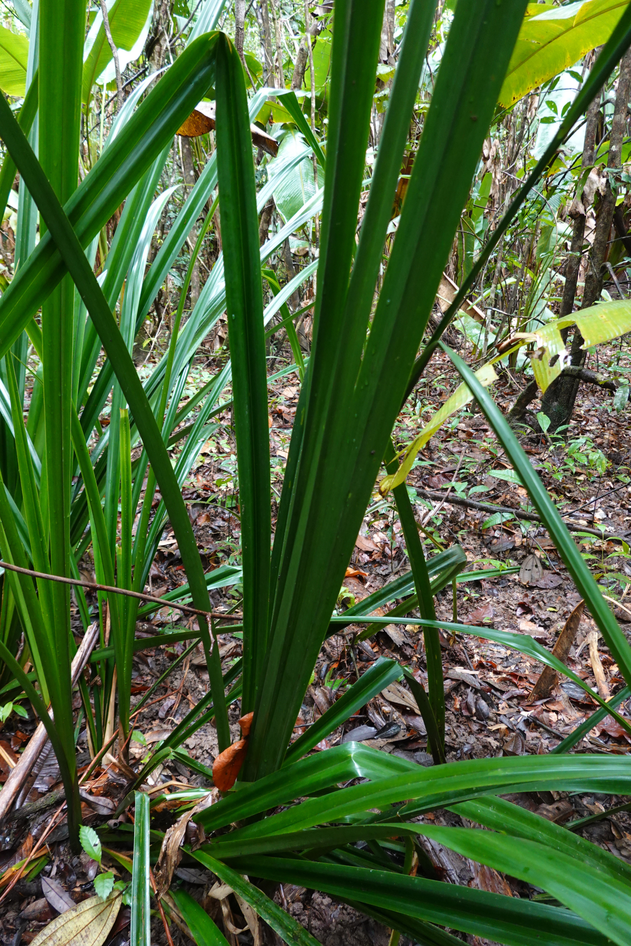 Diplasia karatifolia Rich. - Photo Bivouac Naturaliste
