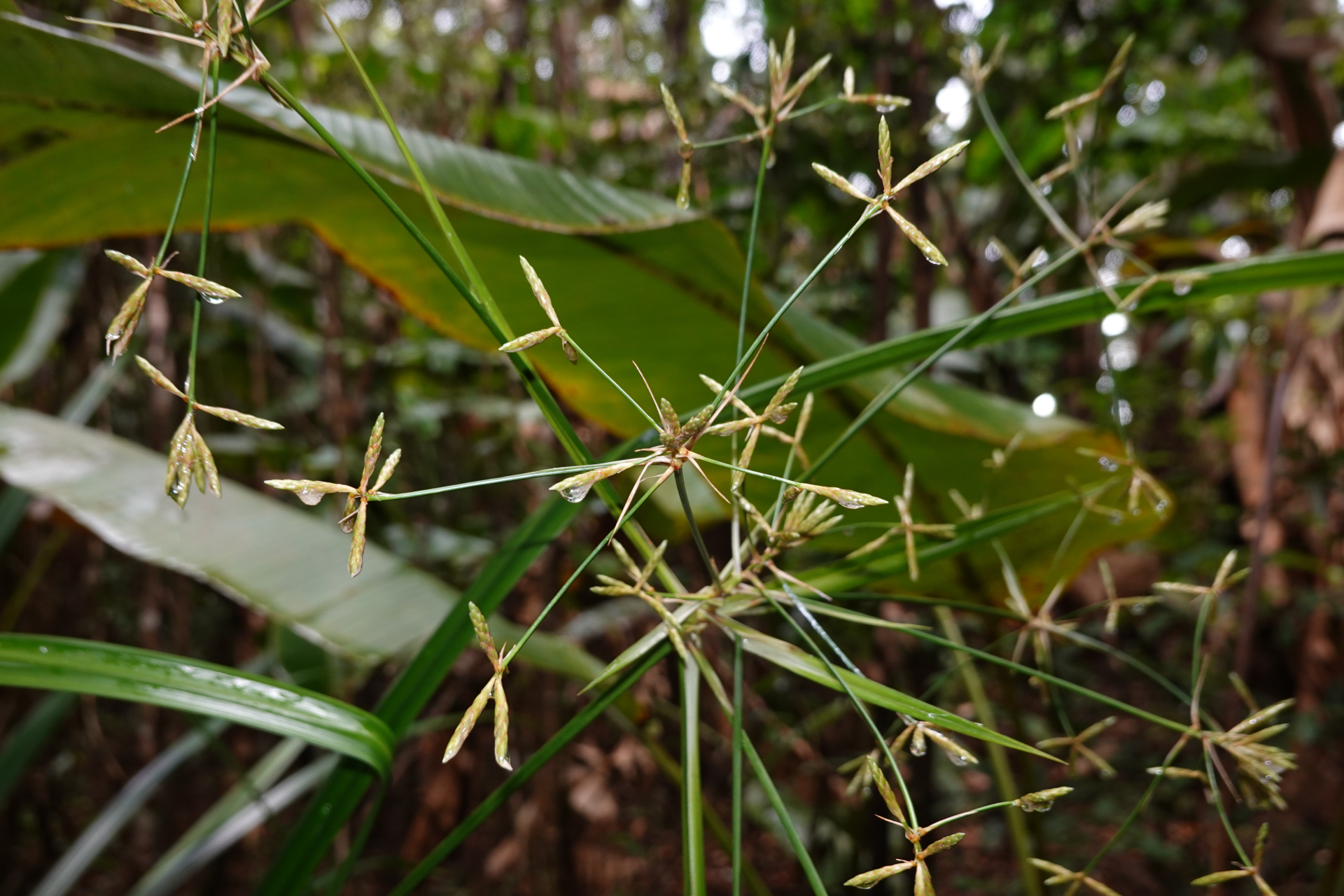Diplasia karatifolia Rich. - Photo Bivouac Naturaliste