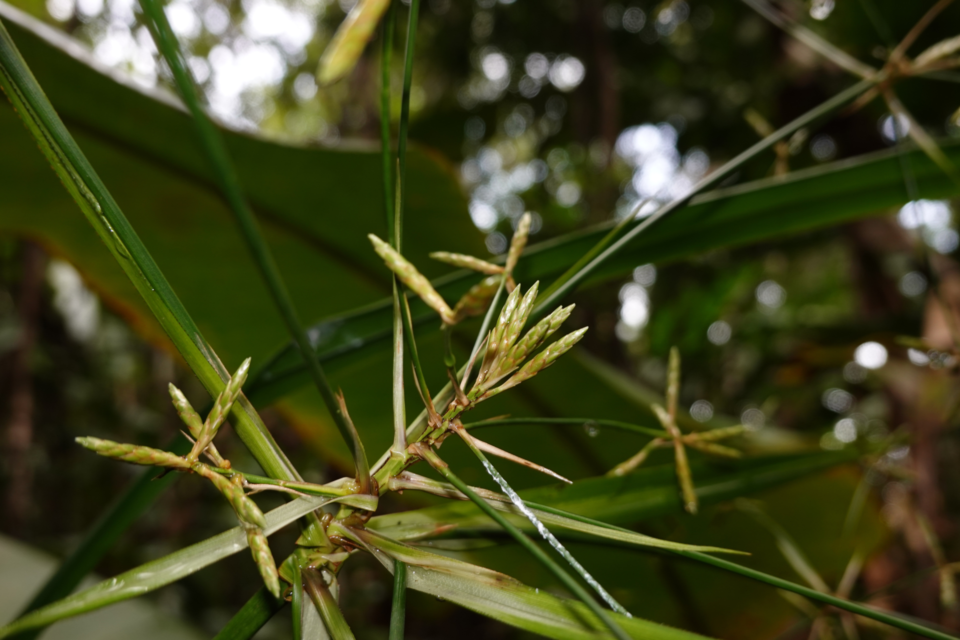 Diplasia karatifolia Rich. - Photo Bivouac Naturaliste
