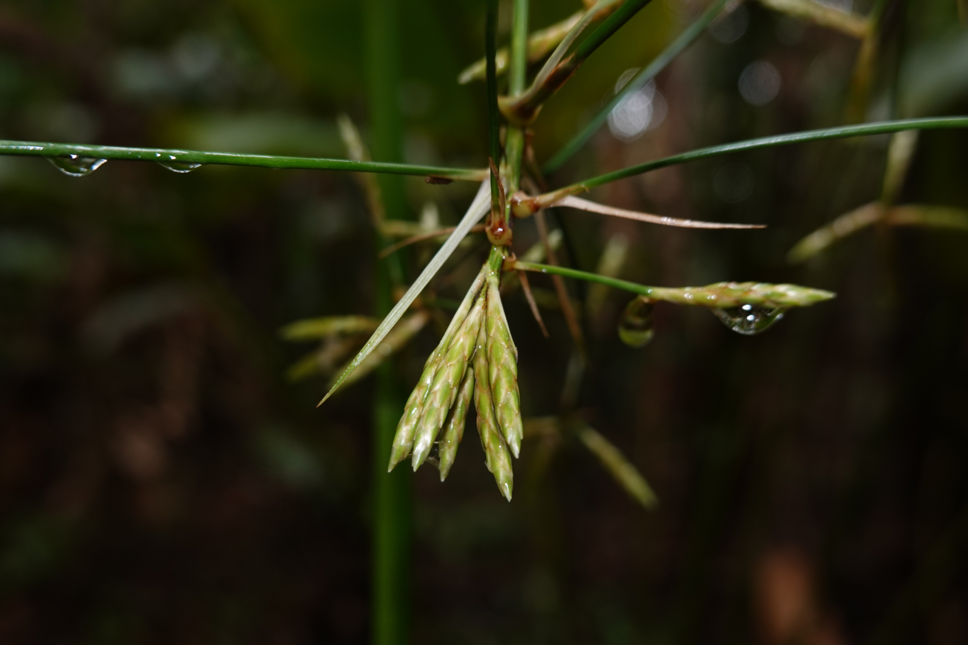 Diplasia karatifolia Rich. - Photo Bivouac Naturaliste