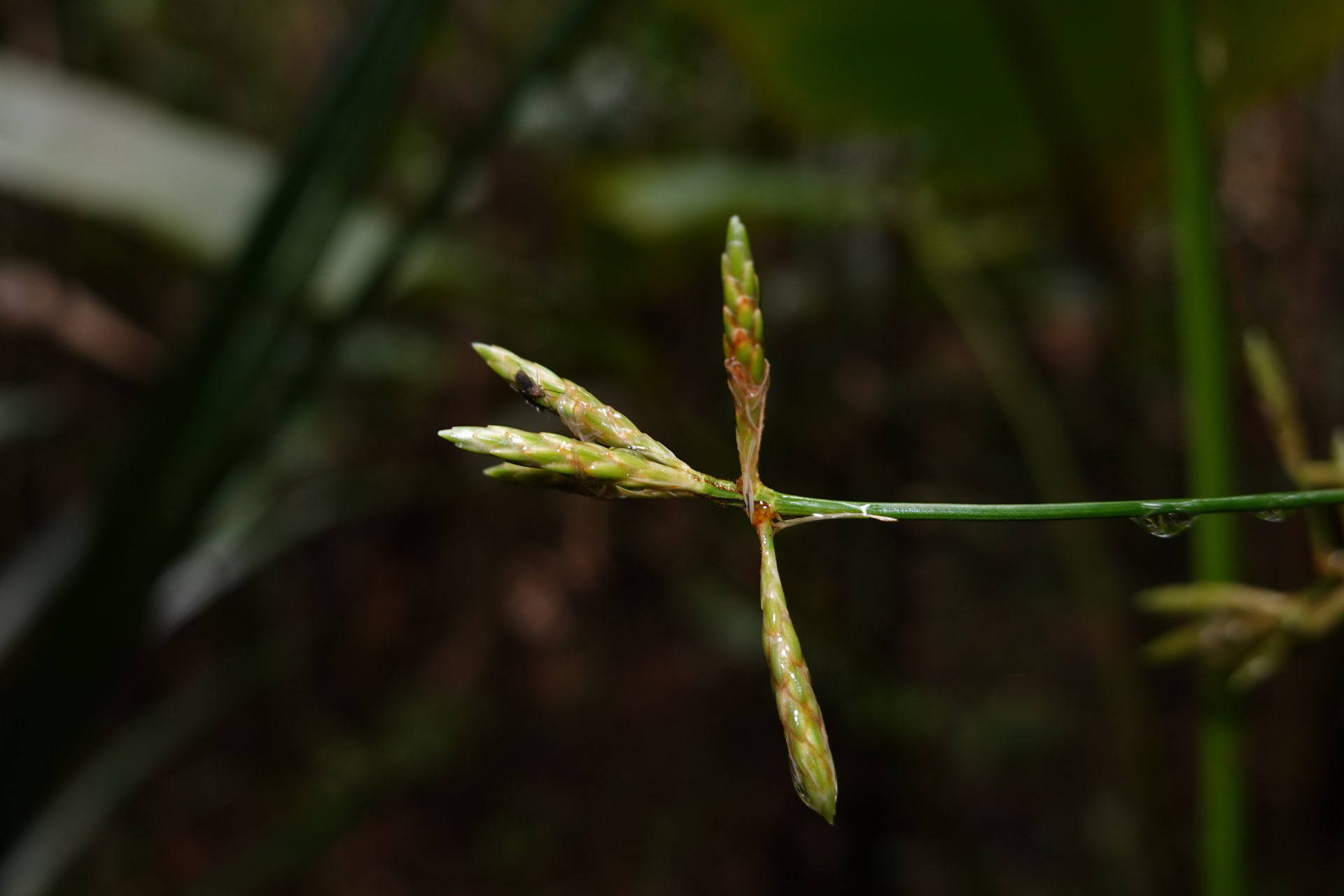 Diplasia karatifolia Rich. - Photo Bivouac Naturaliste
