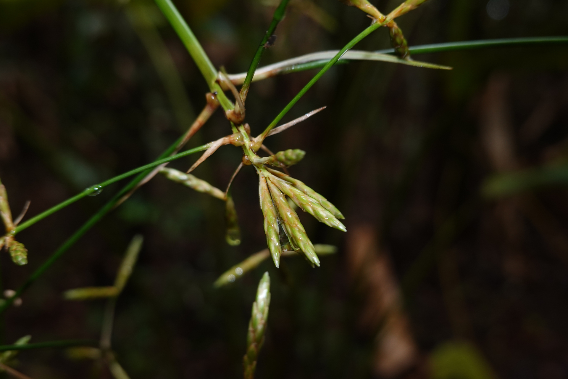 Diplasia karatifolia Rich. - Photo Bivouac Naturaliste