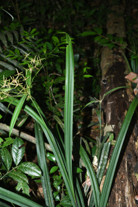 Diplasia karatifolia Rich.