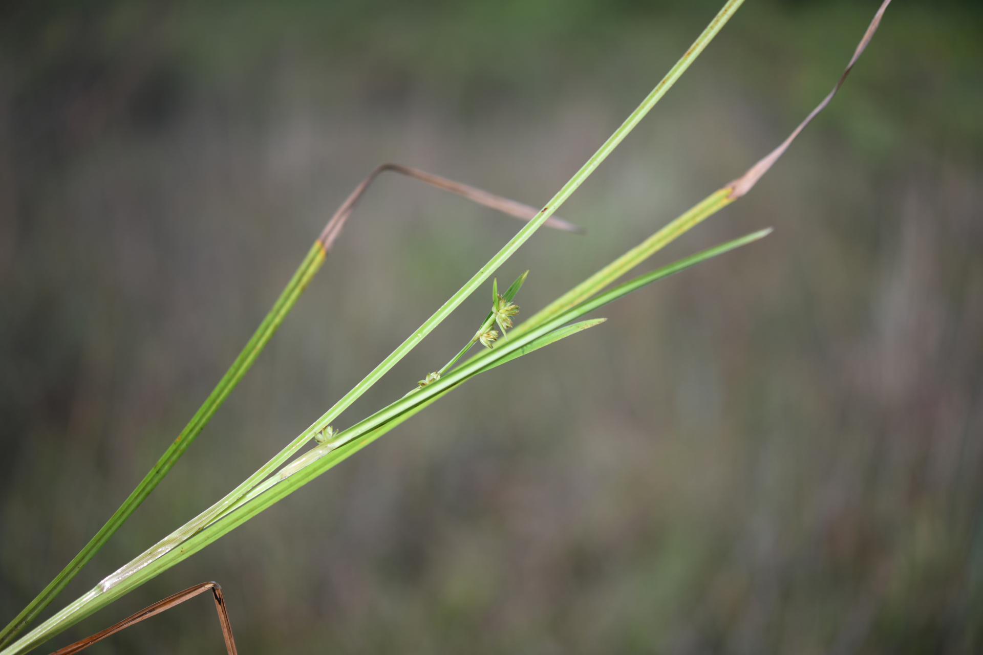 Diplacrum guianense (Nees) T.Koyama - Photo Bivouac Naturaliste