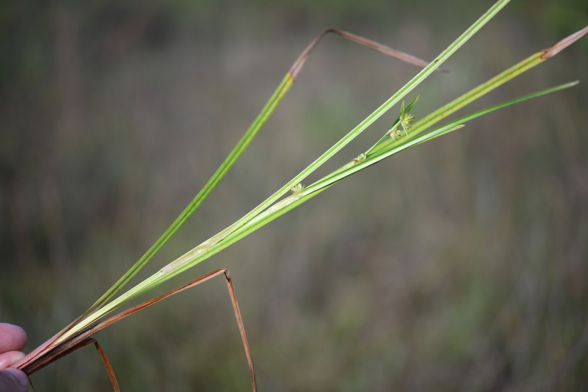 Diplacrum guianense (Nees) T.Koyama - Photo Bivouac Naturaliste