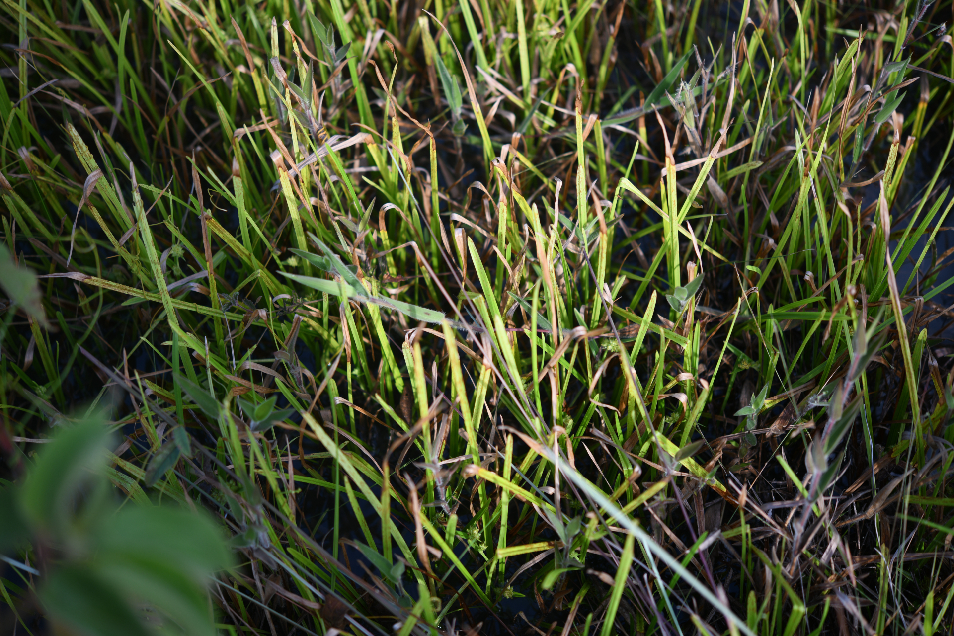 Diplacrum guianense (Nees) T.Koyama - Photo Bivouac Naturaliste