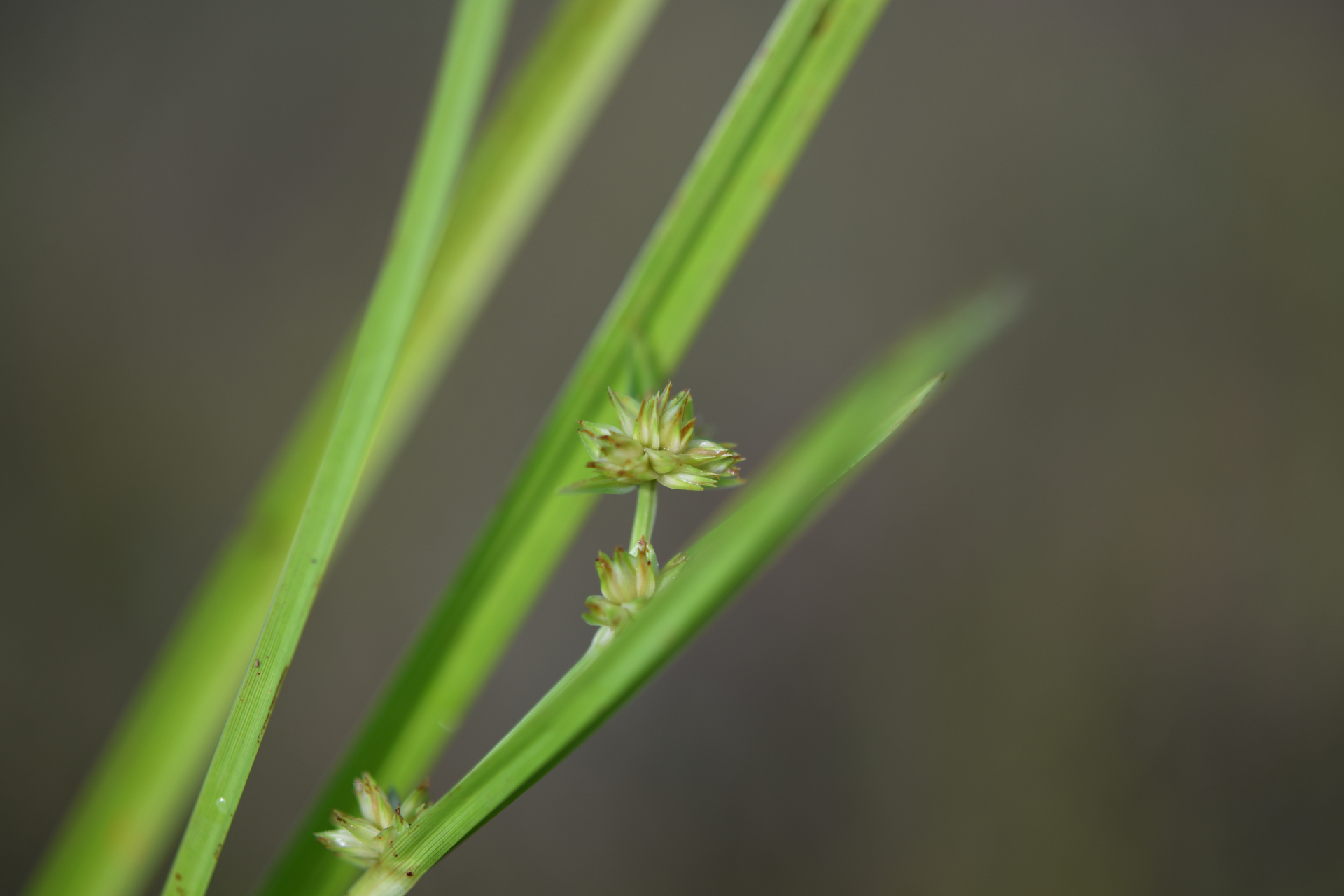 Diplacrum guianense (Nees) T.Koyama - Photo Bivouac Naturaliste