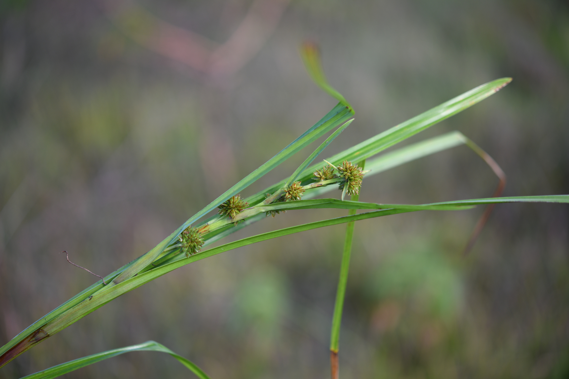 Diplacrum guianense (Nees) T.Koyama - Photo Bivouac Naturaliste