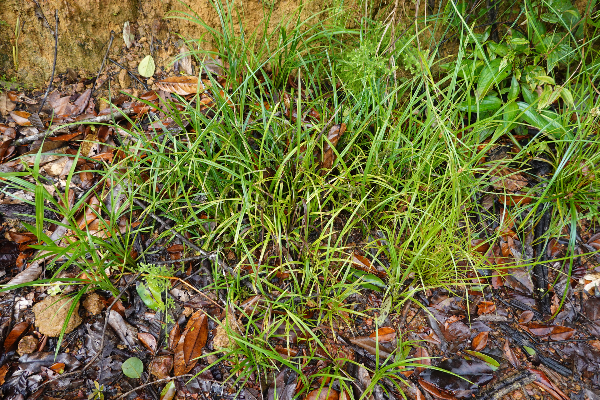 Diplacrum capitatum (Willd.) Boeckeler - Photo Bivouac Naturaliste