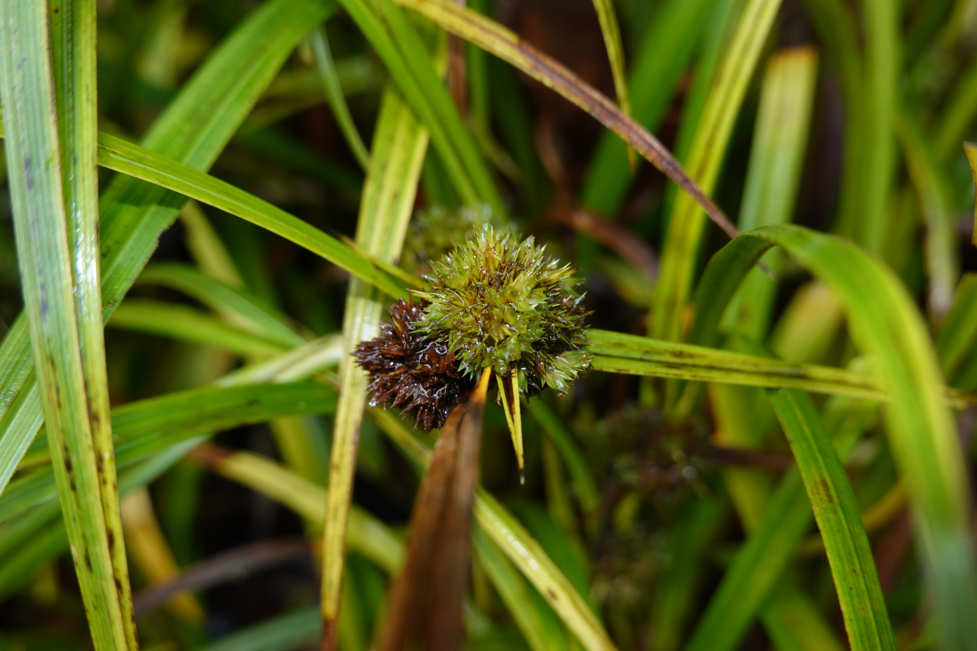 Diplacrum capitatum (Willd.) Boeckeler - Photo Bivouac Naturaliste