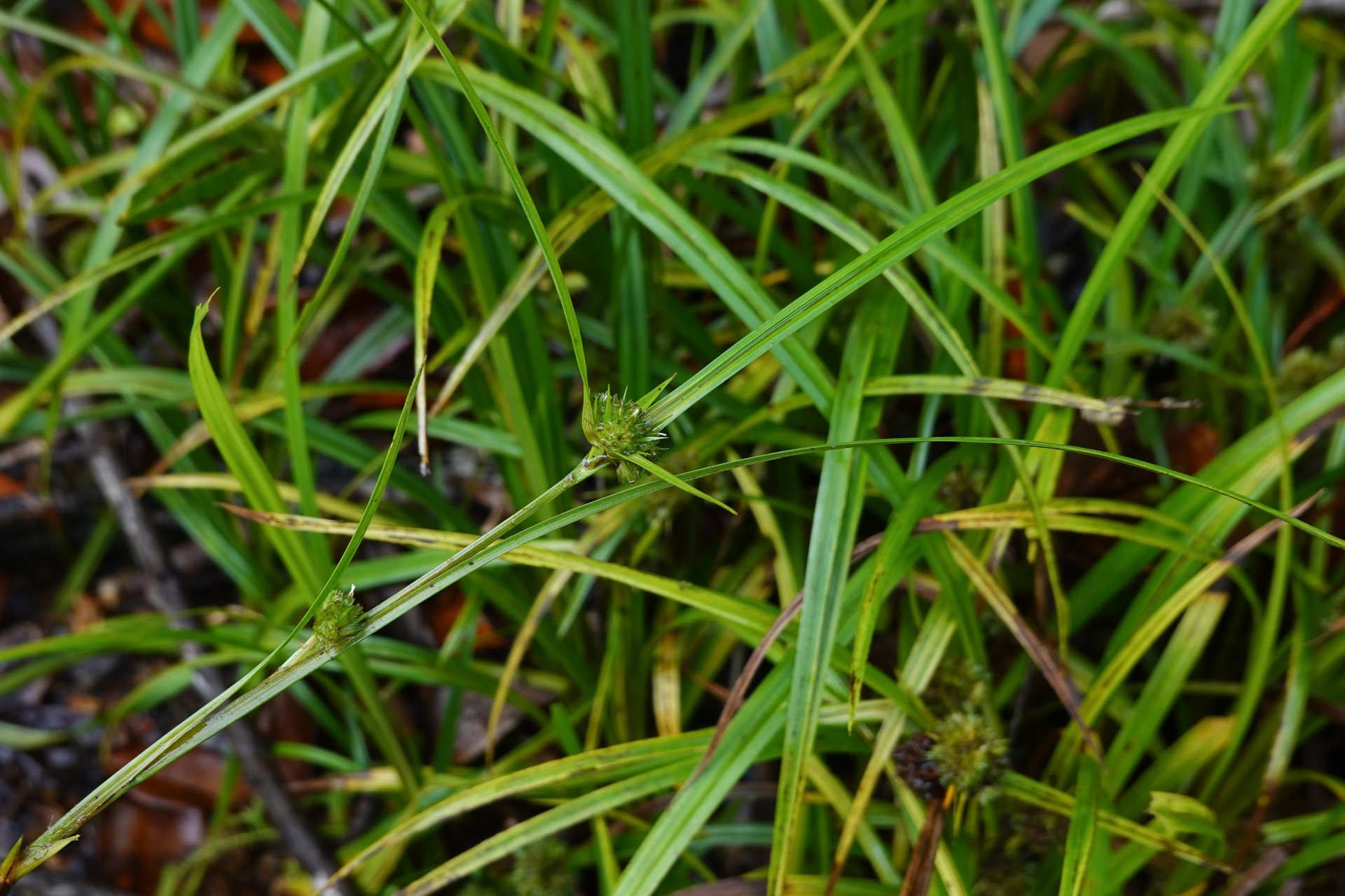 Diplacrum capitatum (Willd.) Boeckeler - Photo Bivouac Naturaliste