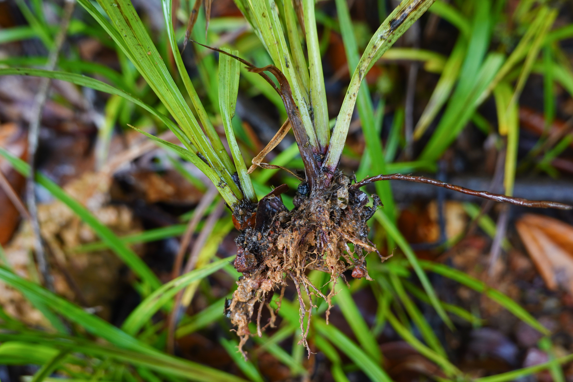 Diplacrum capitatum (Willd.) Boeckeler - Photo Bivouac Naturaliste