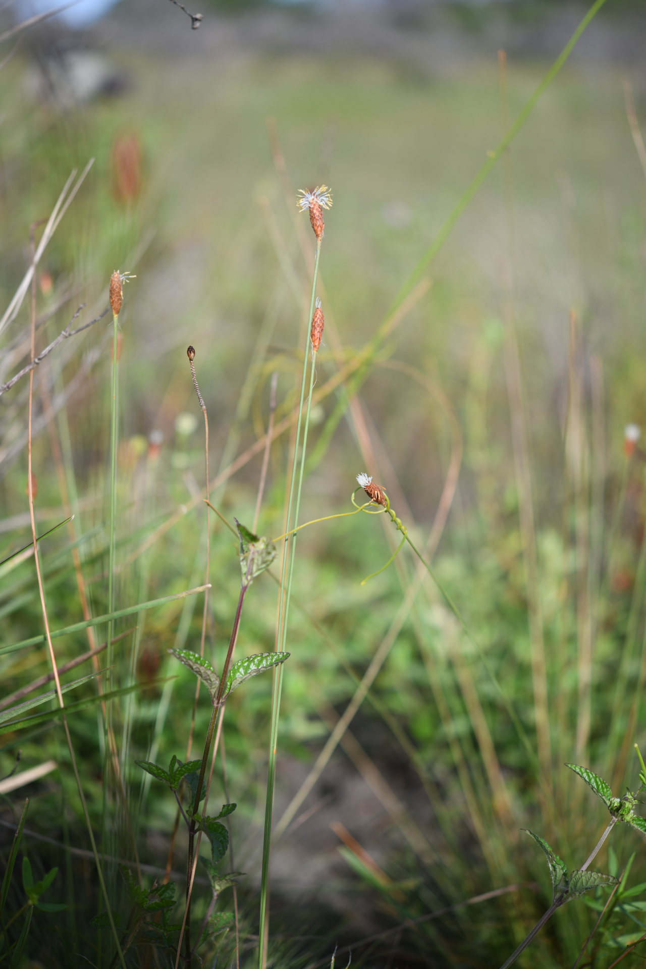 Bulbostylis lanata (Kunth) Lindm. - Photo Bivouac Naturaliste