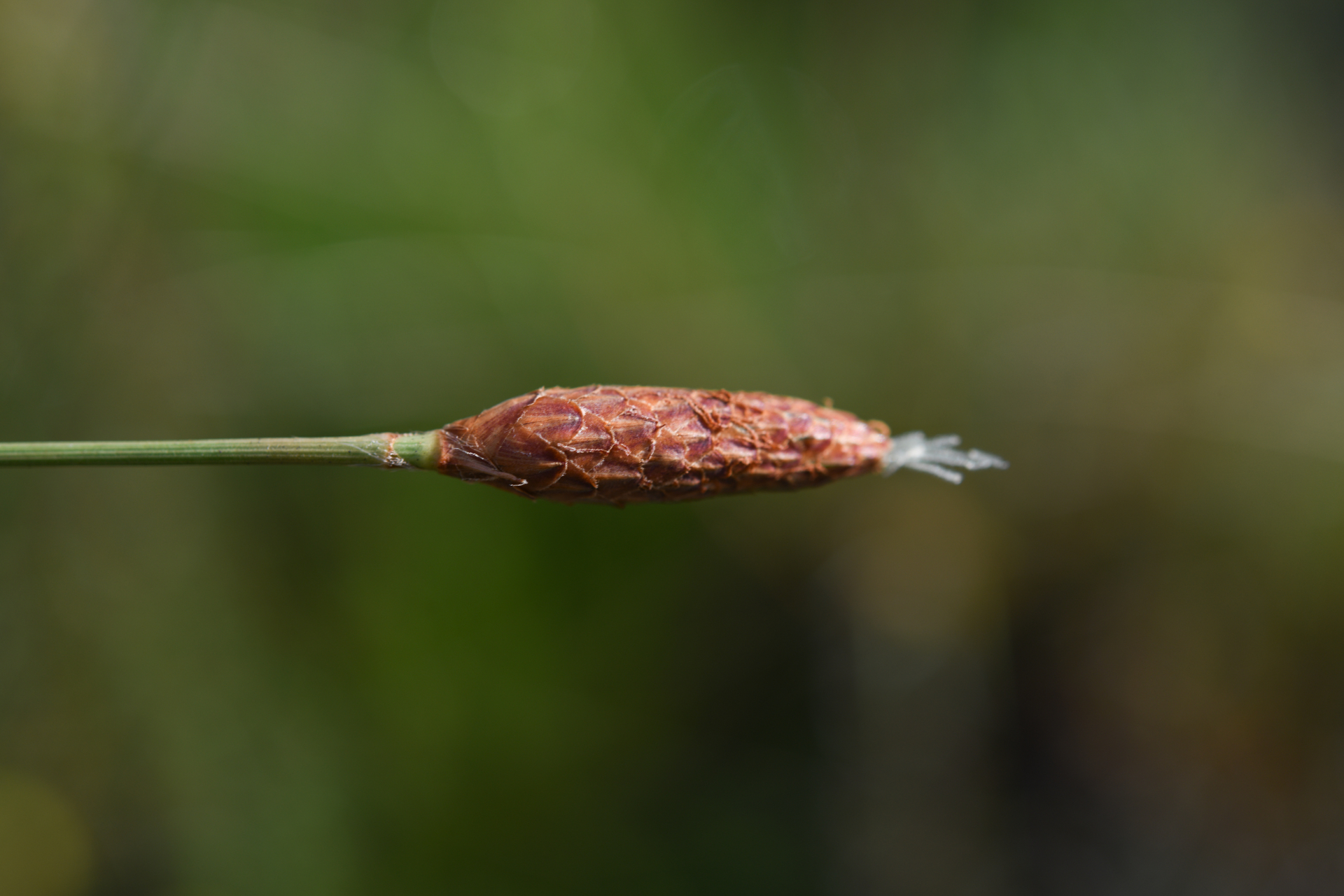 Bulbostylis lanata (Kunth) Lindm. - Photo Bivouac Naturaliste