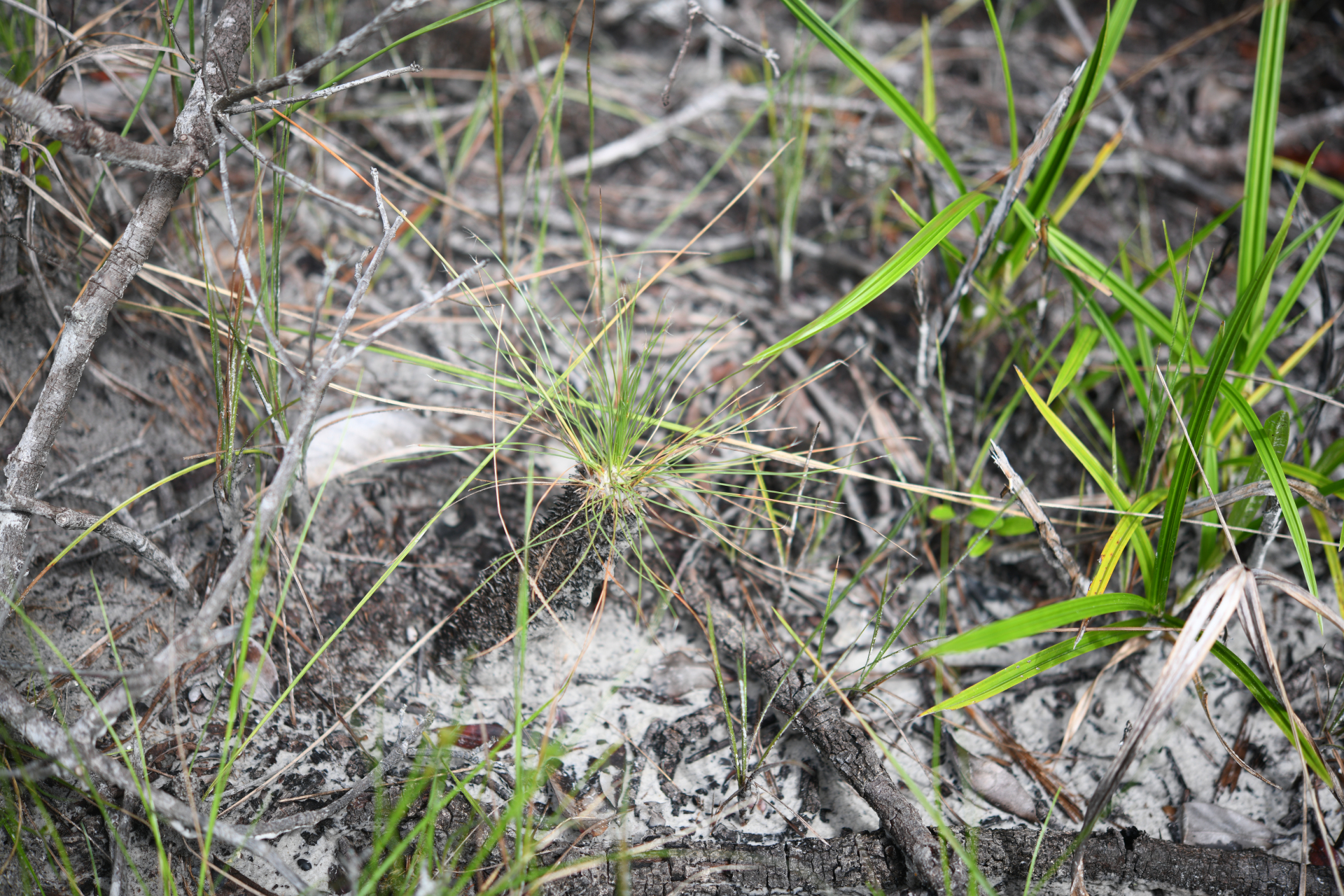 Bulbostylis lanata (Kunth) Lindm. - Photo Bivouac Naturaliste