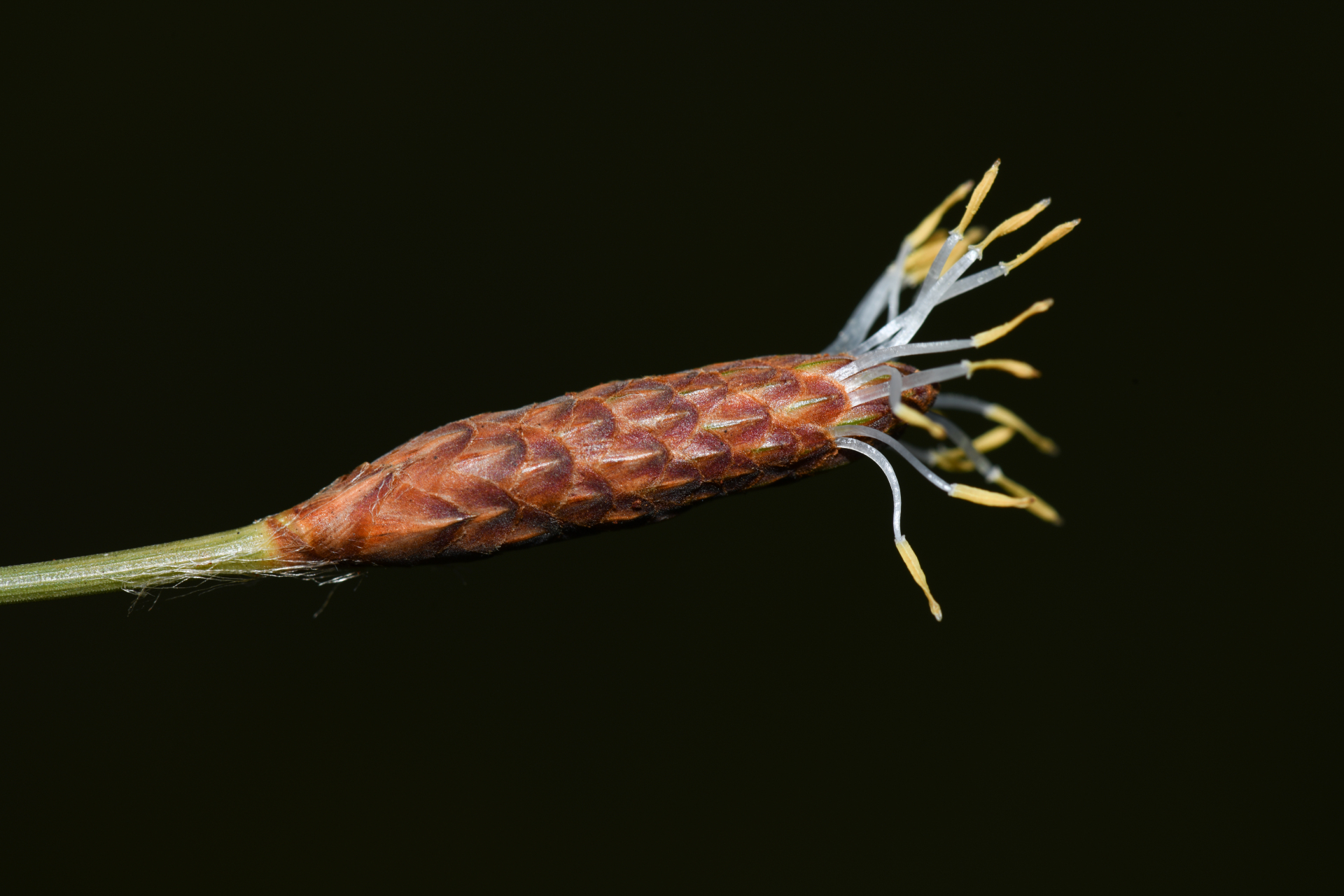 Bulbostylis lanata (Kunth) Lindm. - Photo Bivouac Naturaliste