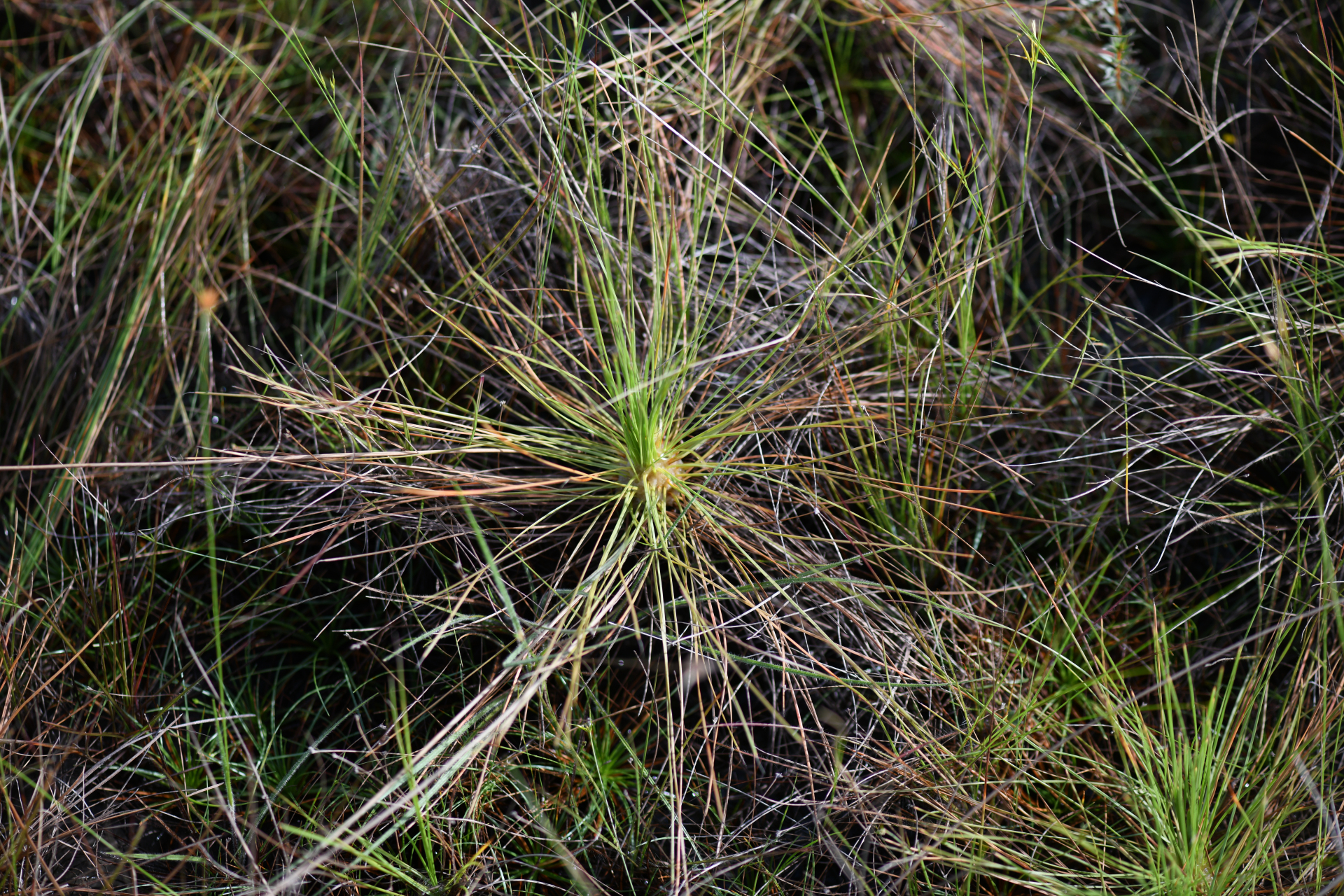 Bulbostylis lanata (Kunth) Lindm. - Photo Bivouac Naturaliste